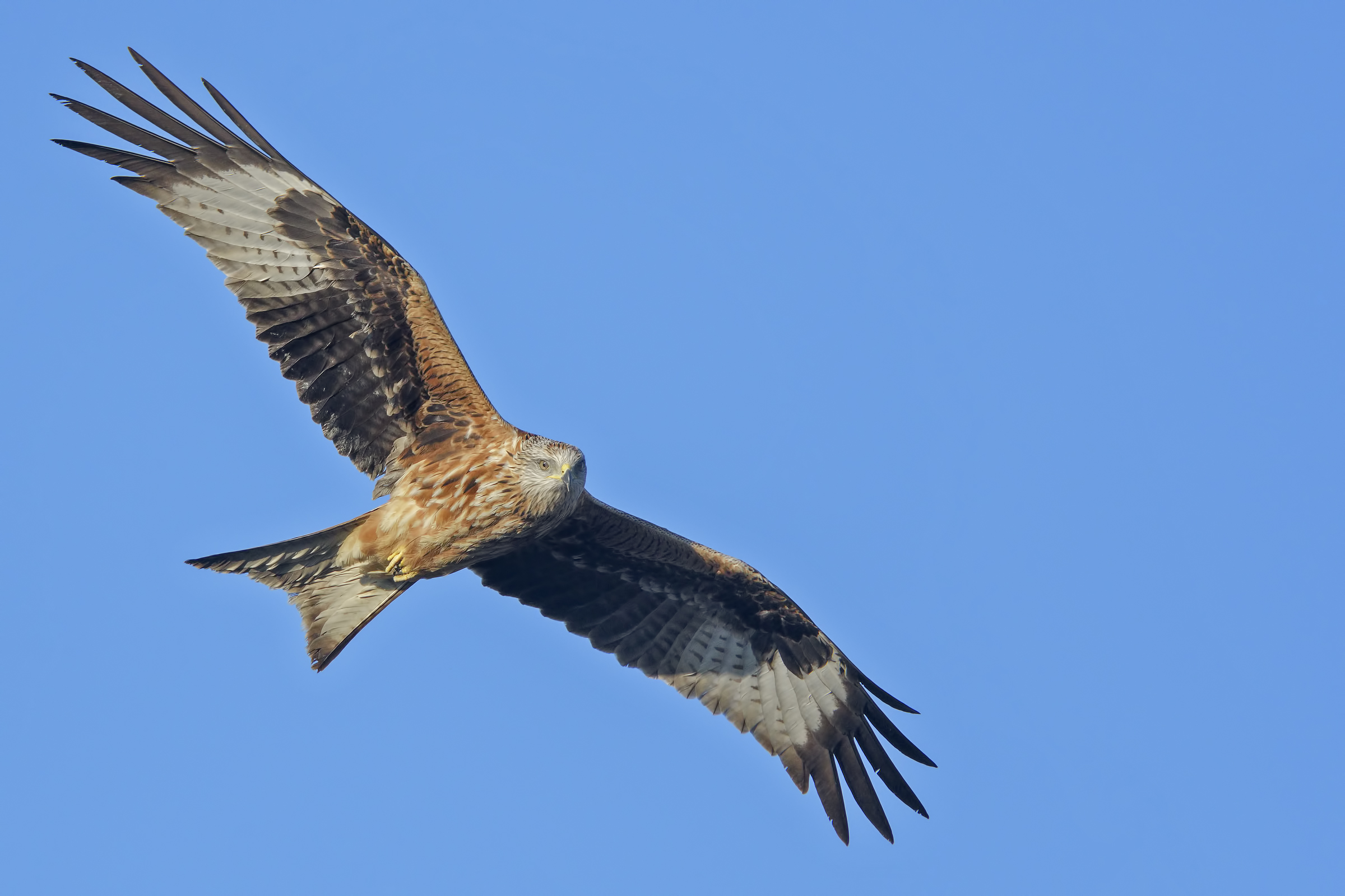 Nibbio reale (Milvus milvus)