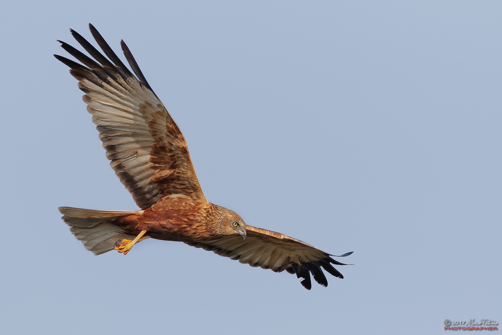 Marsh Harrier (Circus aeruginosus)
