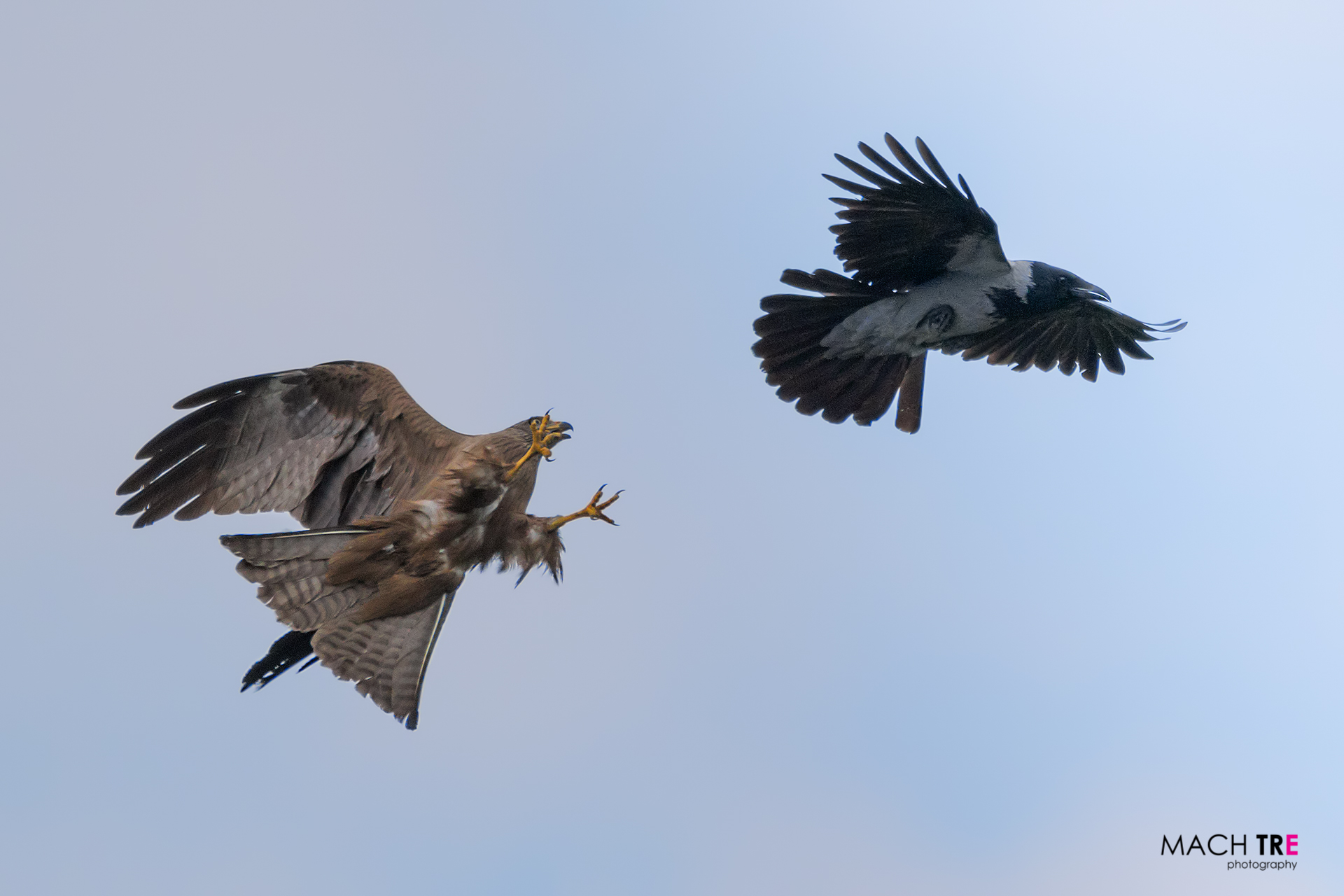 Nibbio bruno (Milvus migrans)