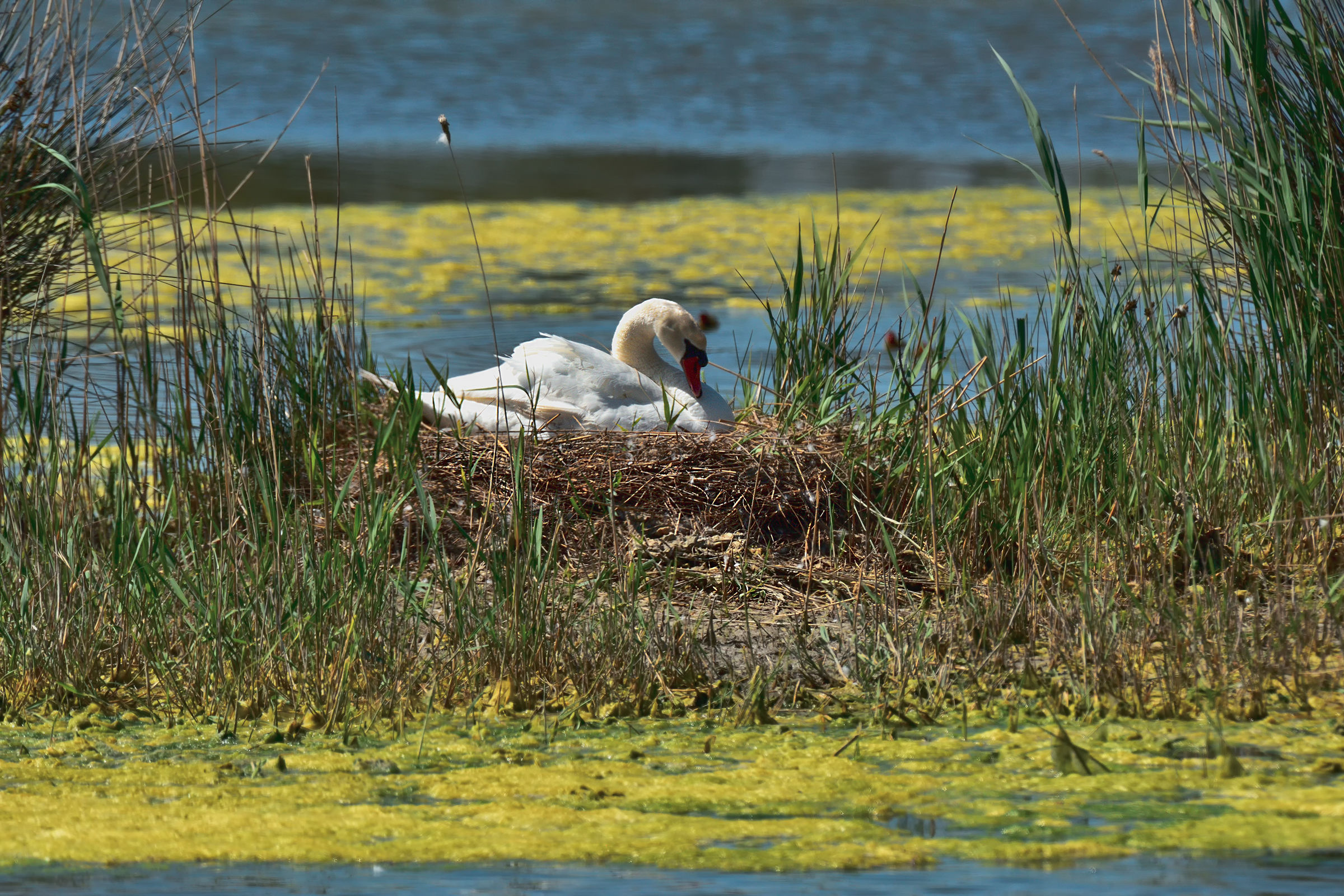 Swan brooding