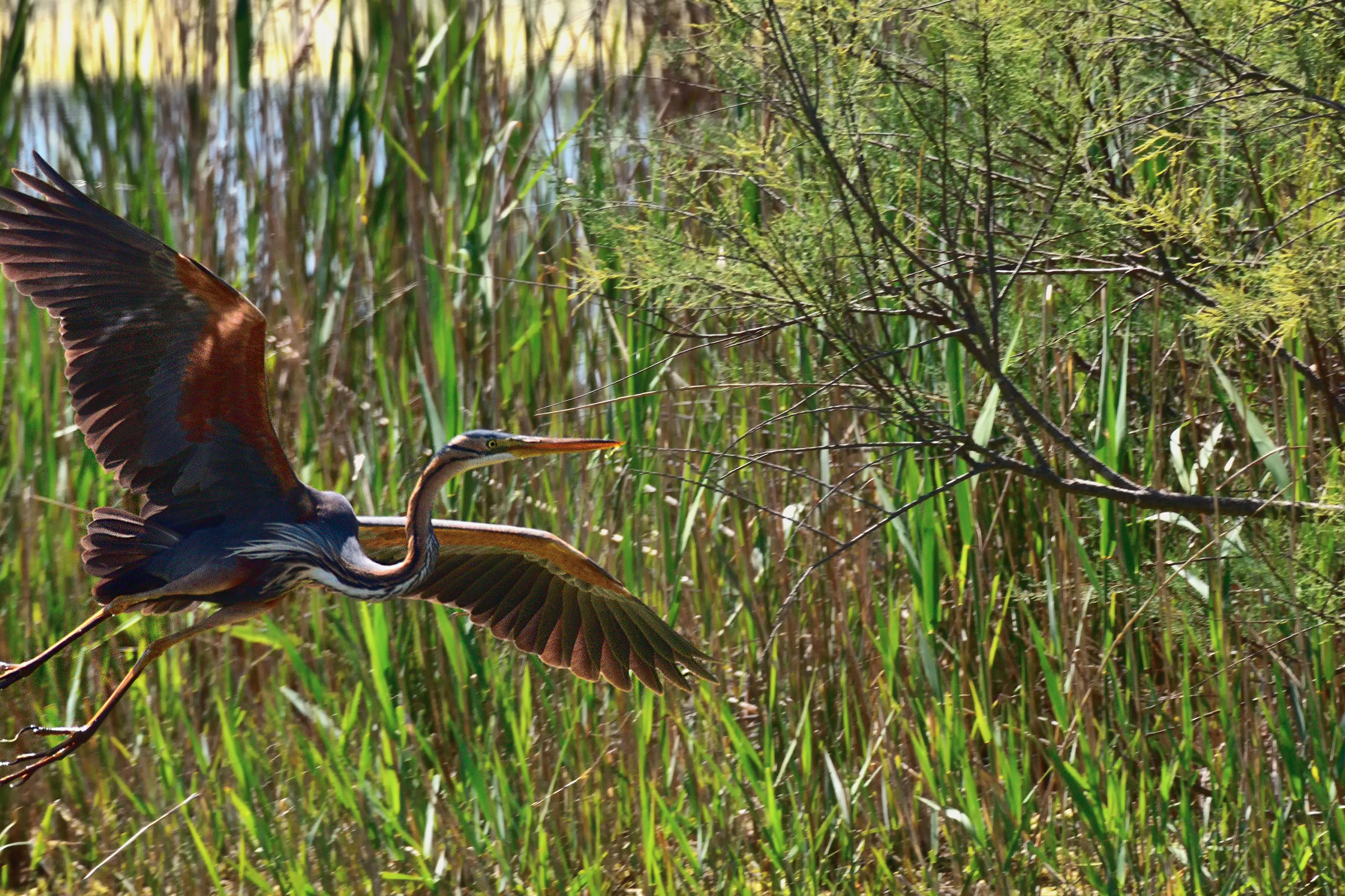 The flourish of the Red
