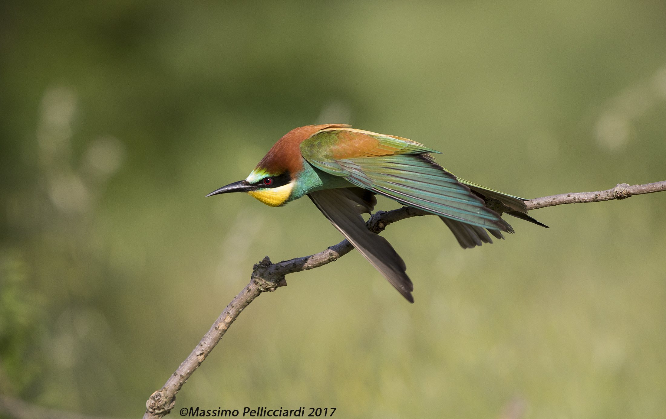 The start of the dumpling