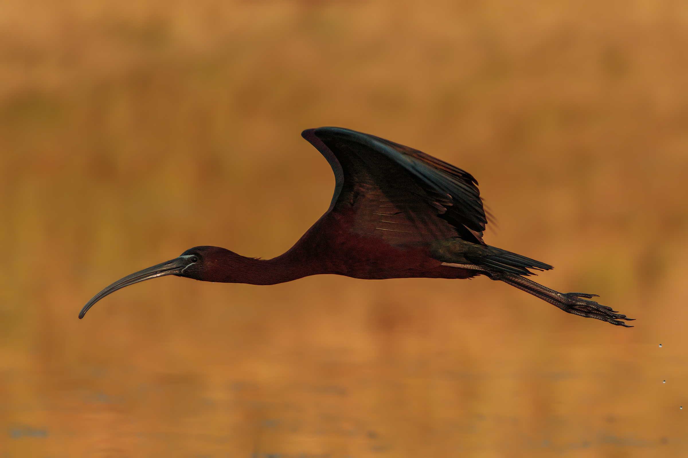 Glossy Ibis