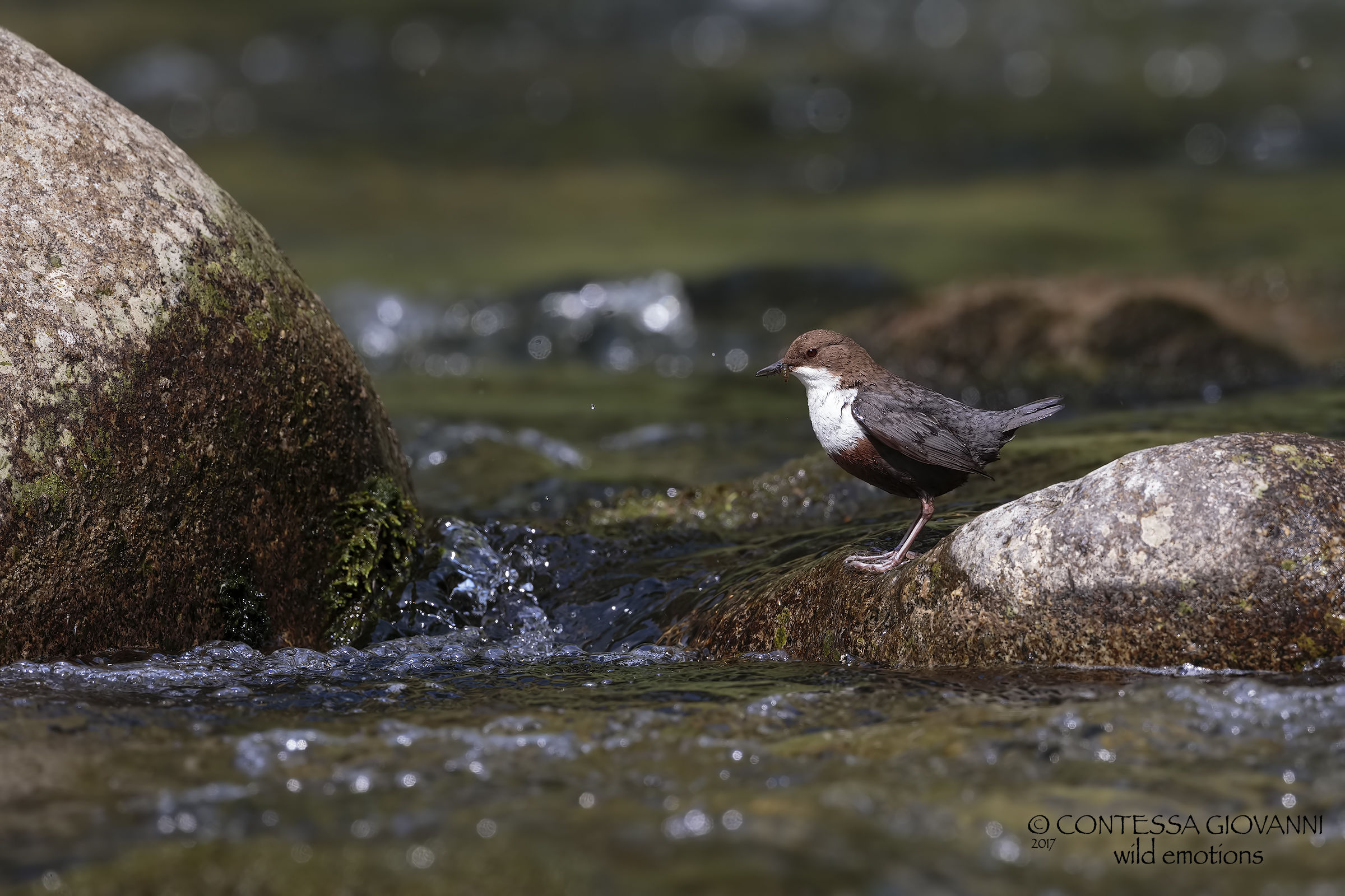 dipper