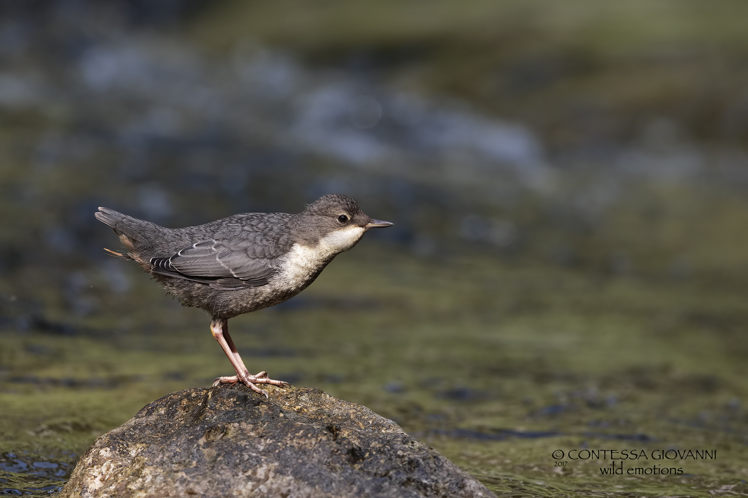 pullo di merlo acquaiolo