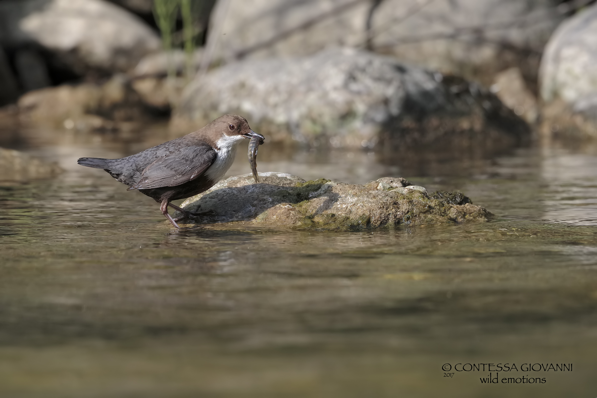 Seaweed with prey (probably small bloody