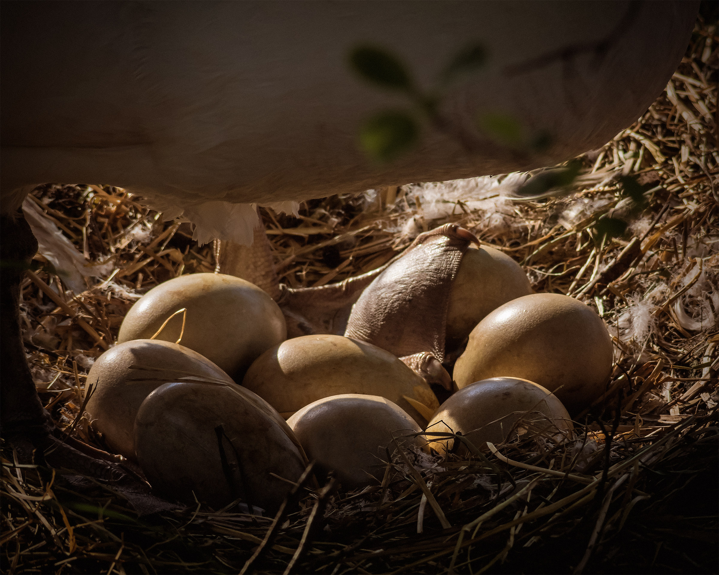 Eight swan eggs still waiting for the hatch