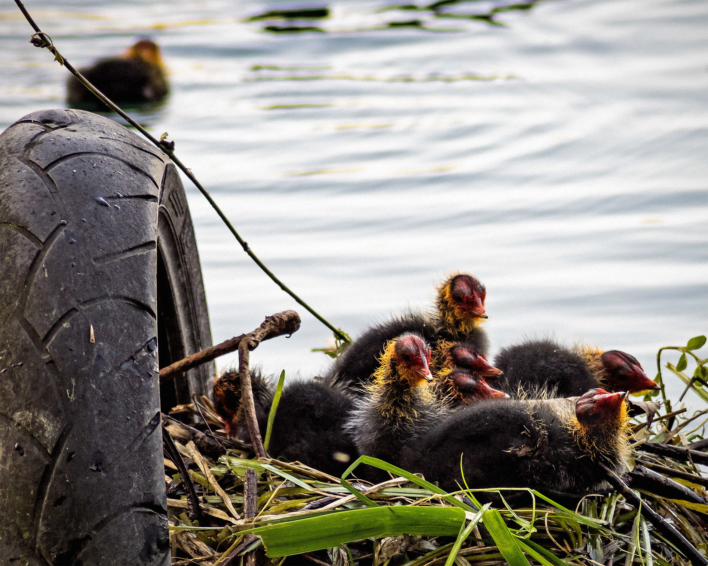 Qui nido Copertone, i folagotti sono tutti fuori...