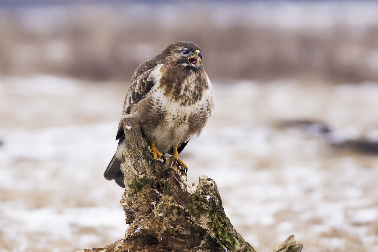 Buteo rufinus - white-tailed buzzard