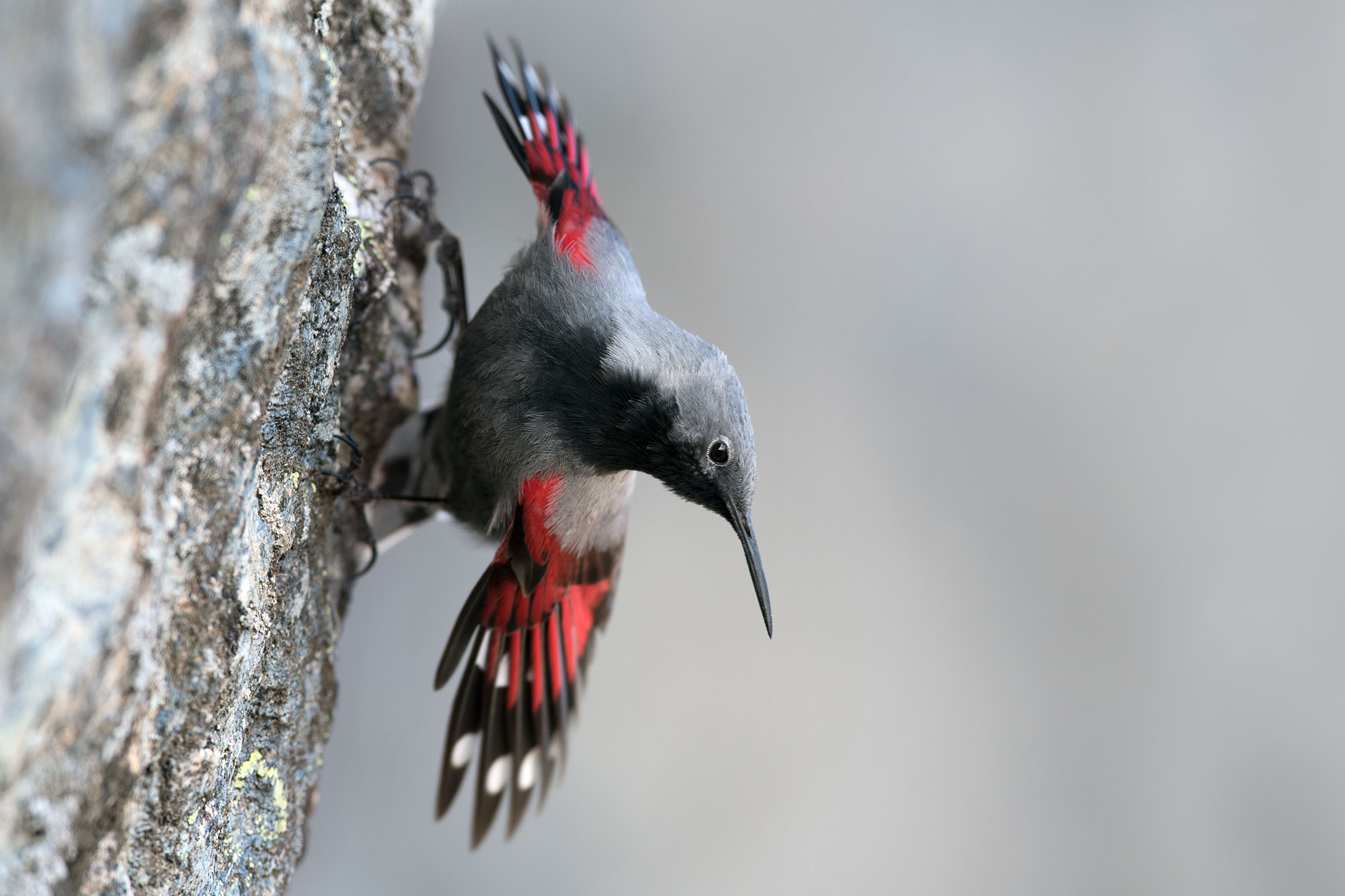 The butterfly puppet