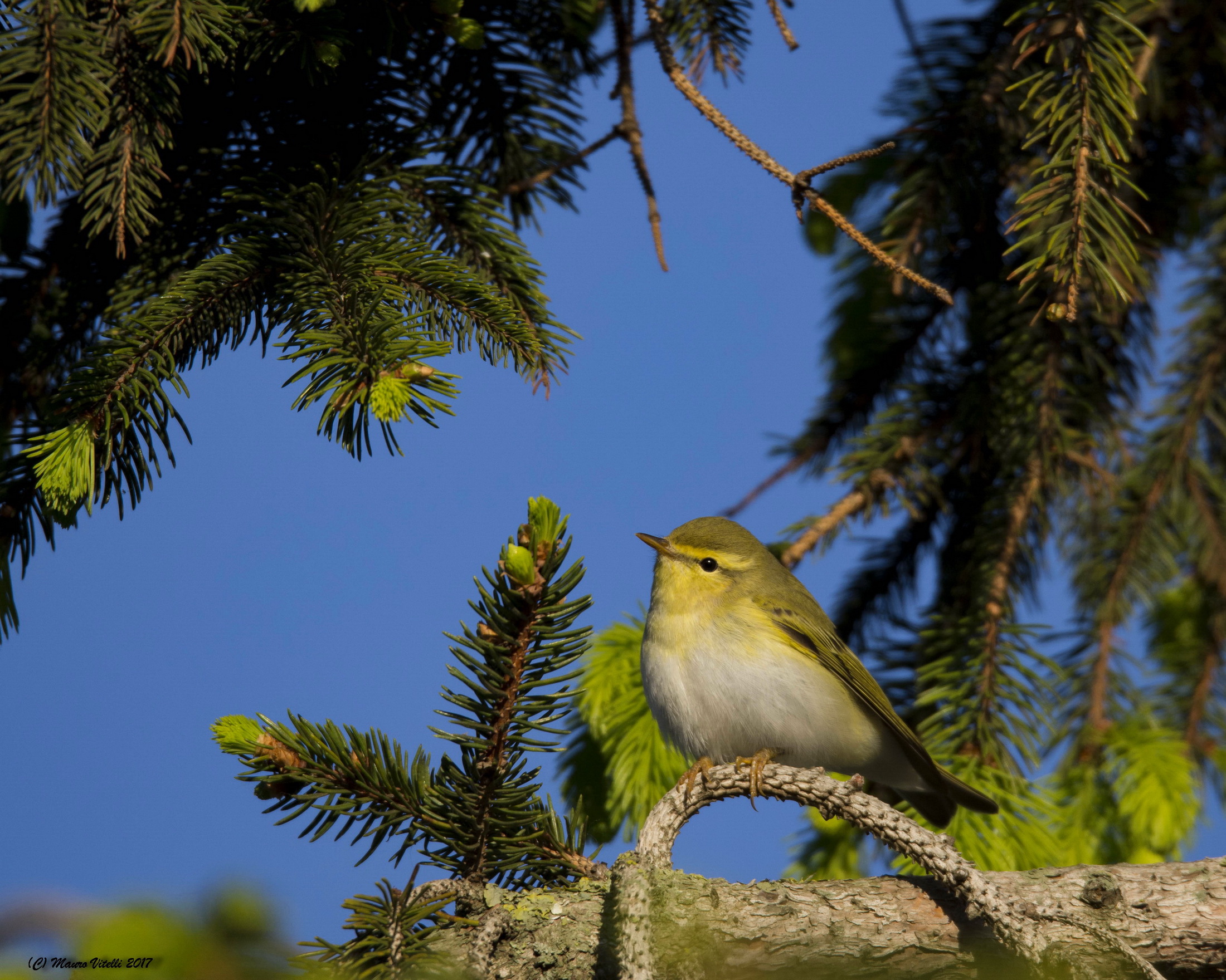 Green Warbler (Phylloscopus sibilatrix)