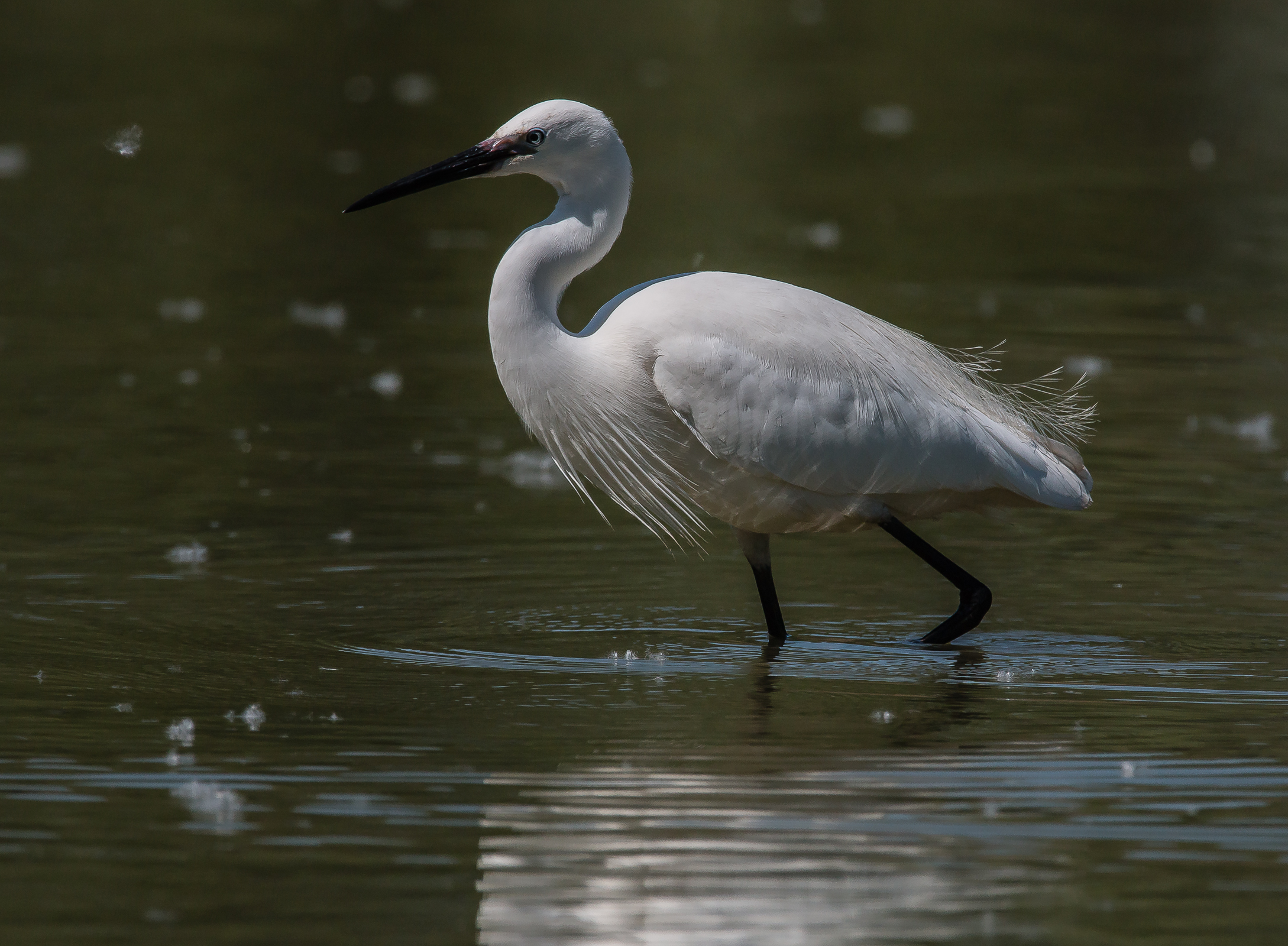 Egret egretta