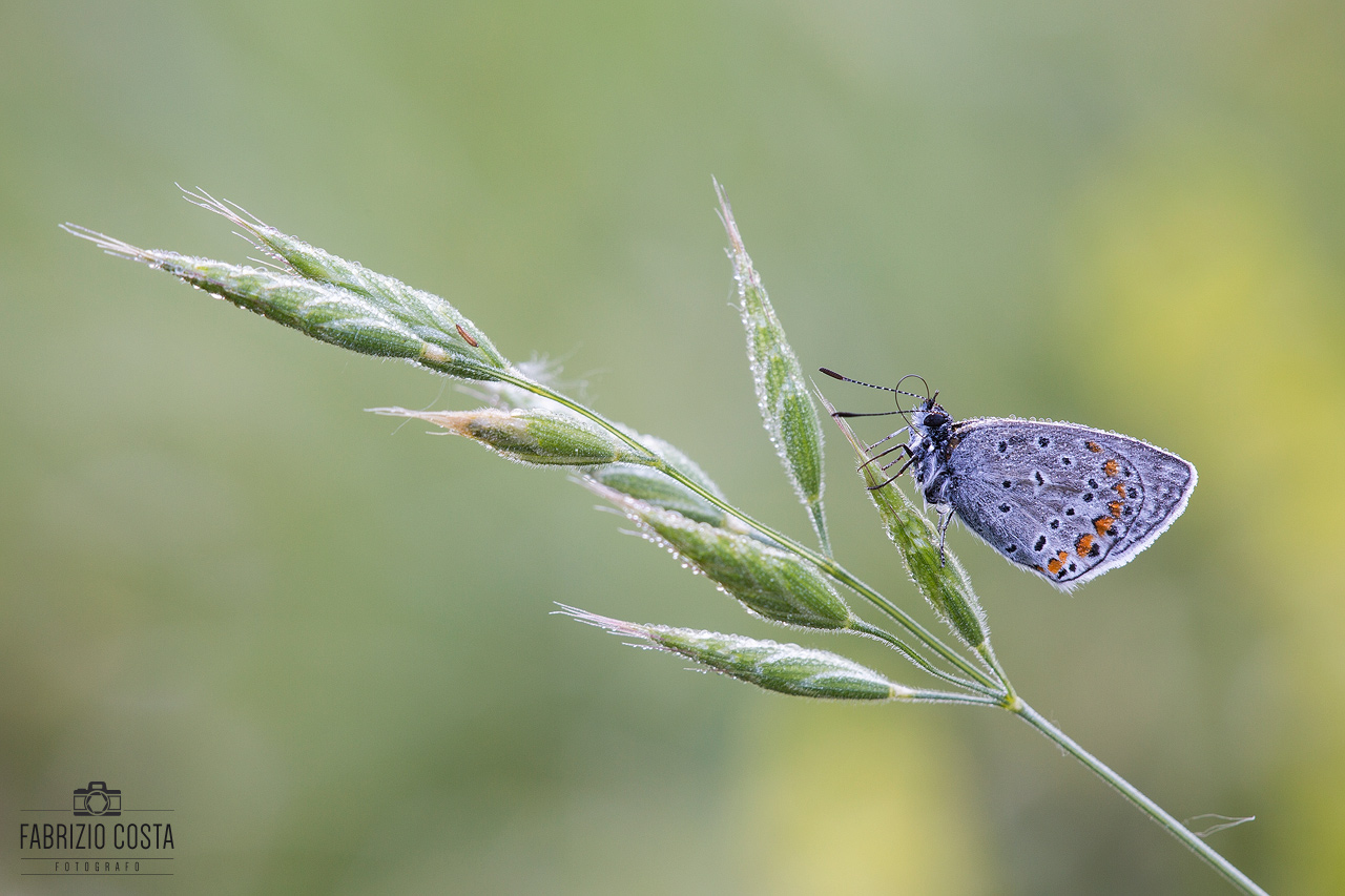 La macro del primo maggio