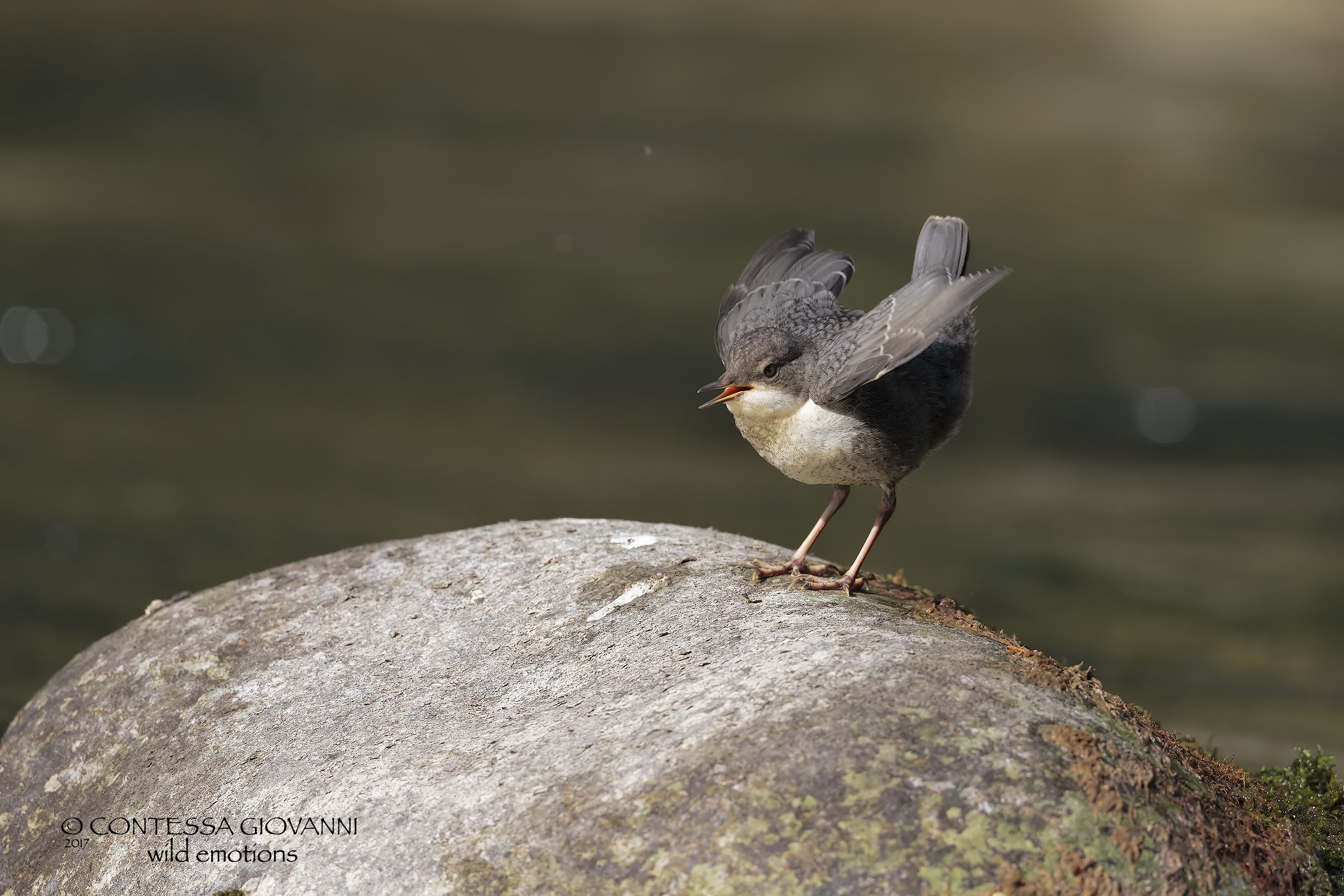 pullo acclaiming his rights .....