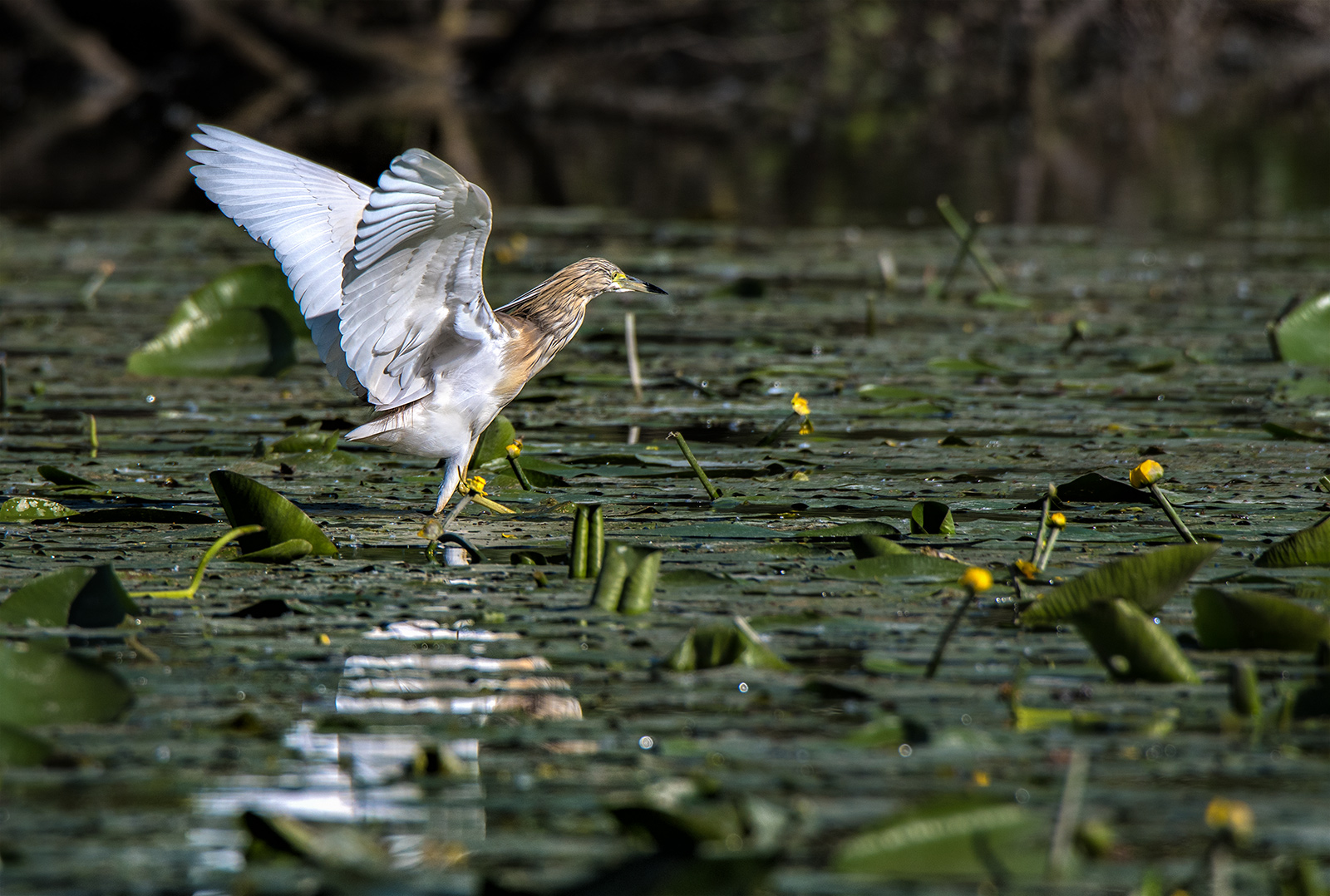 I clasped with a clump