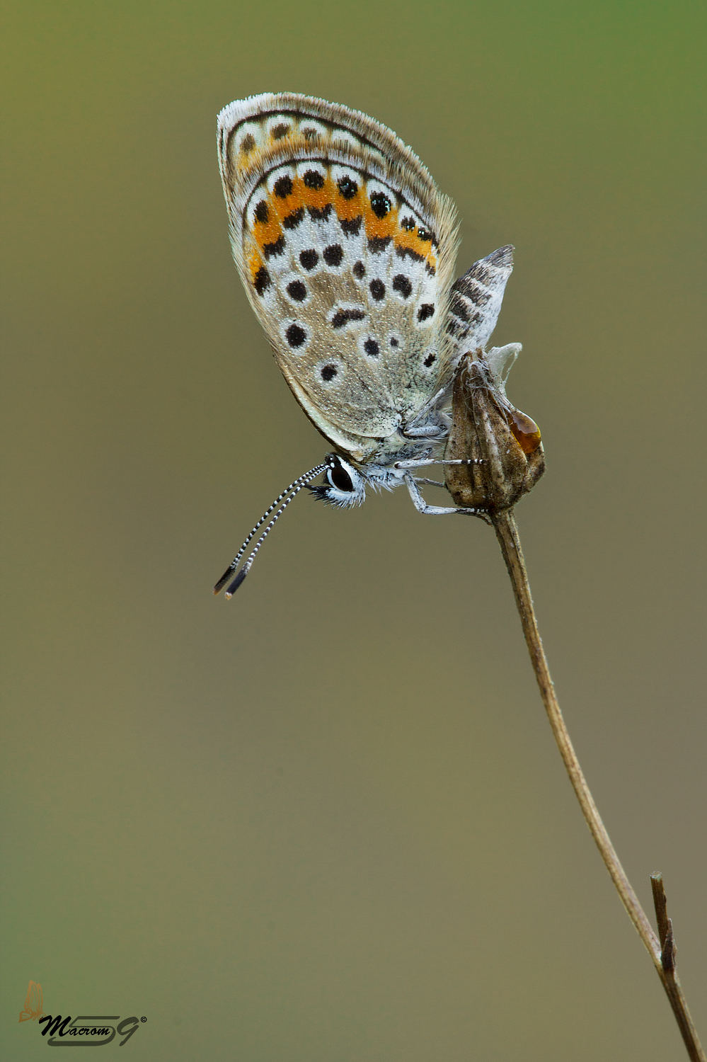 Classicamente Licenide   .