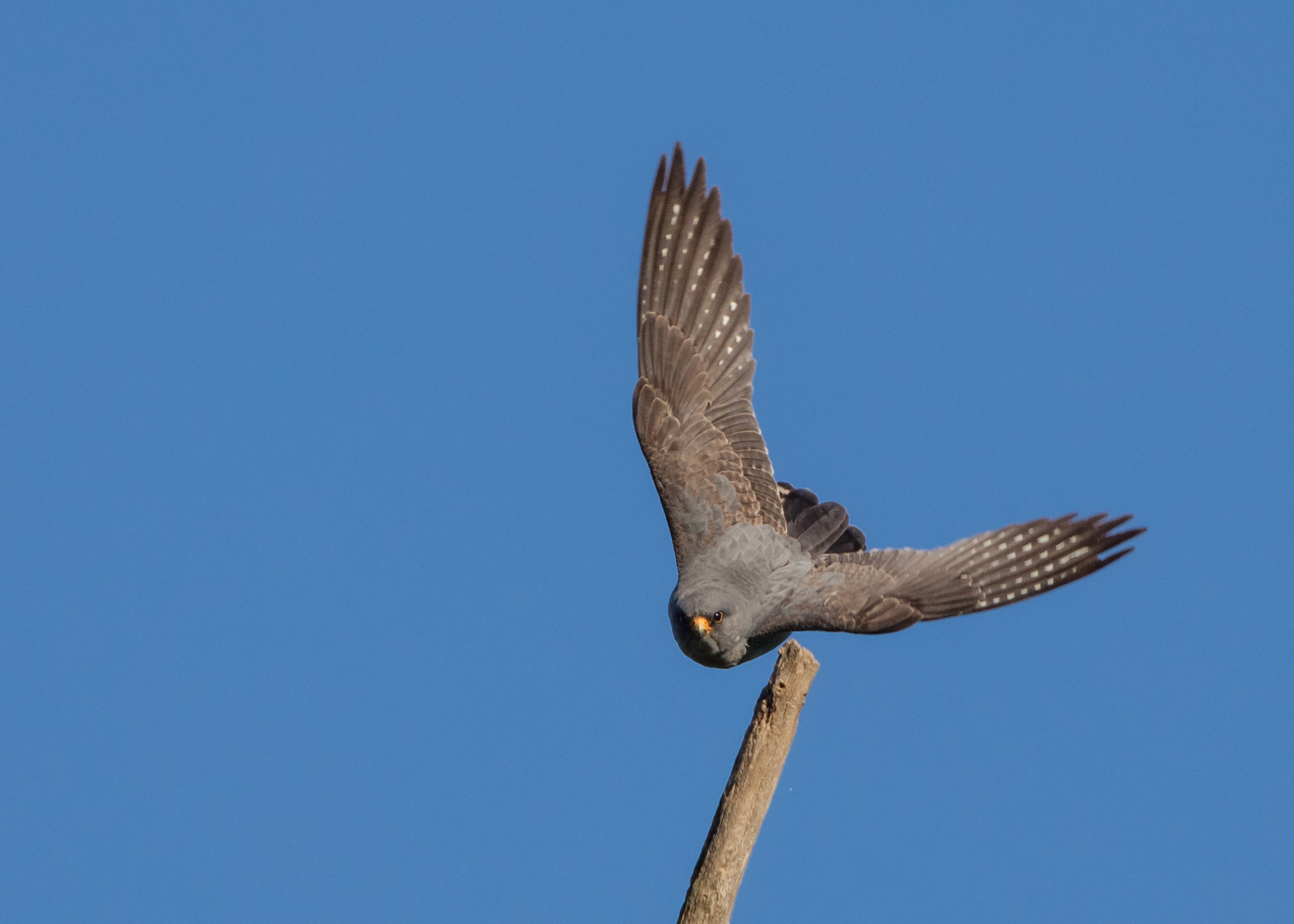 The detachment of the hawk