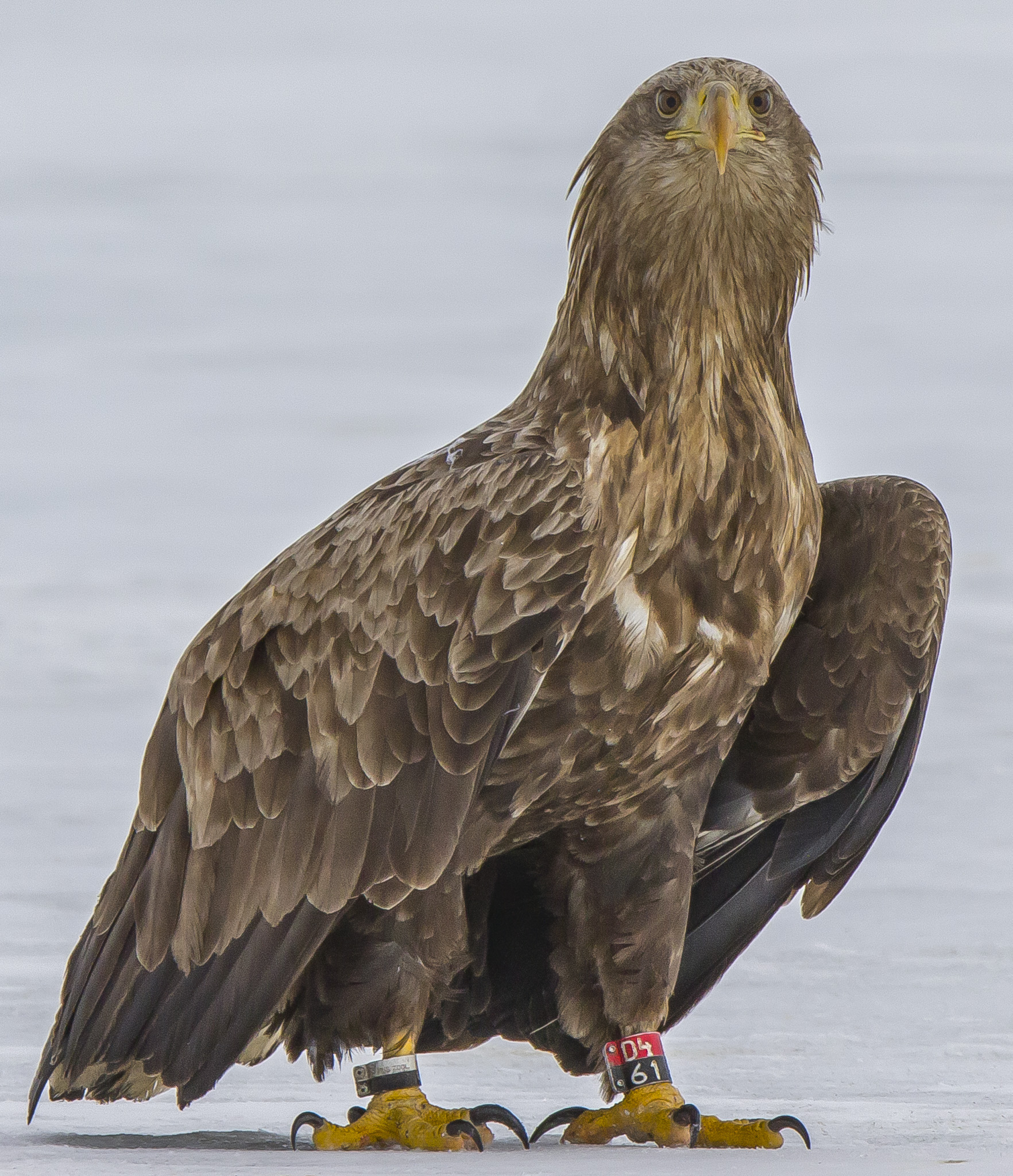 White Tailed Eagles, Sodankylä Finland