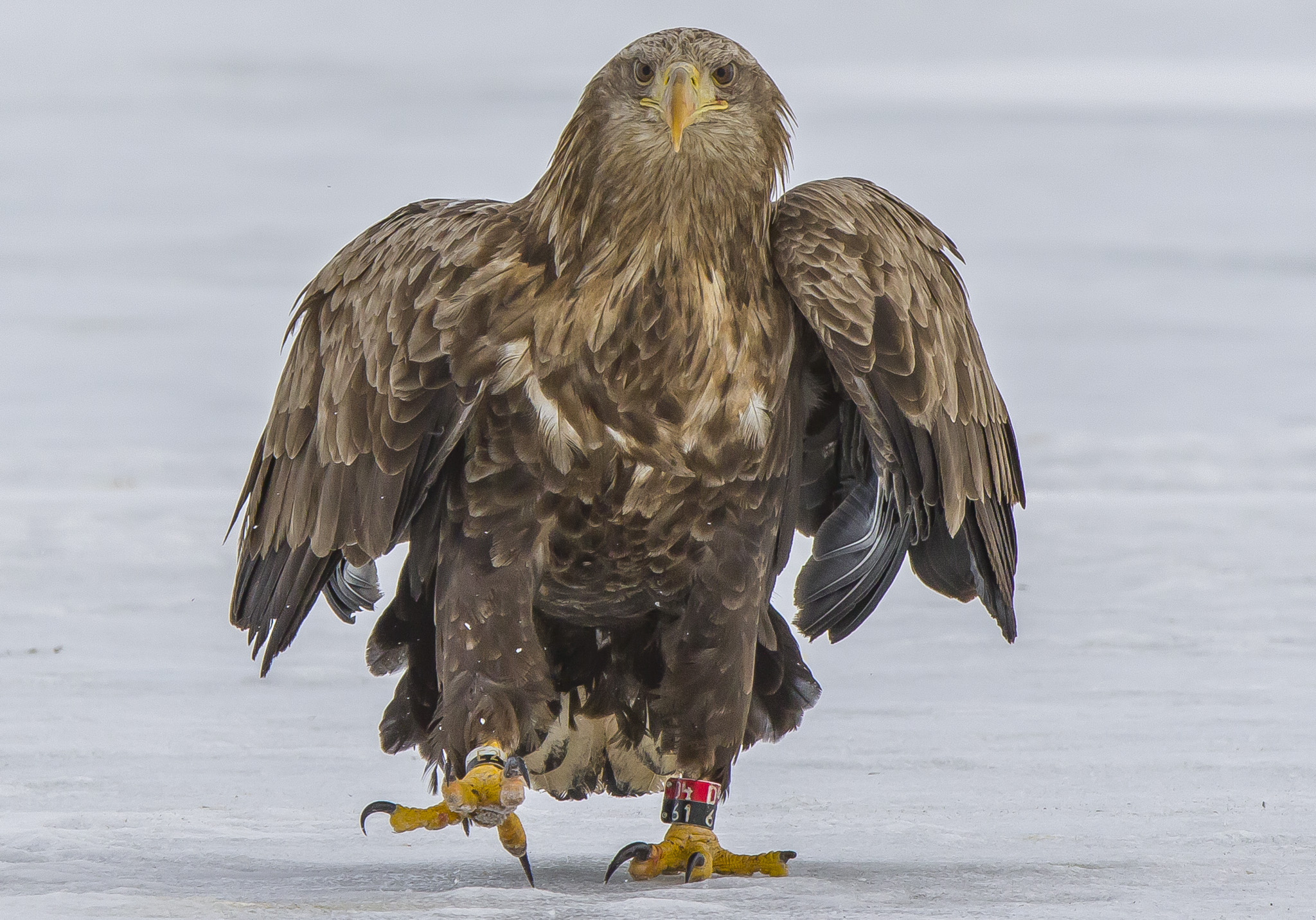 White Tailed Eagles, Sodankylä Finland