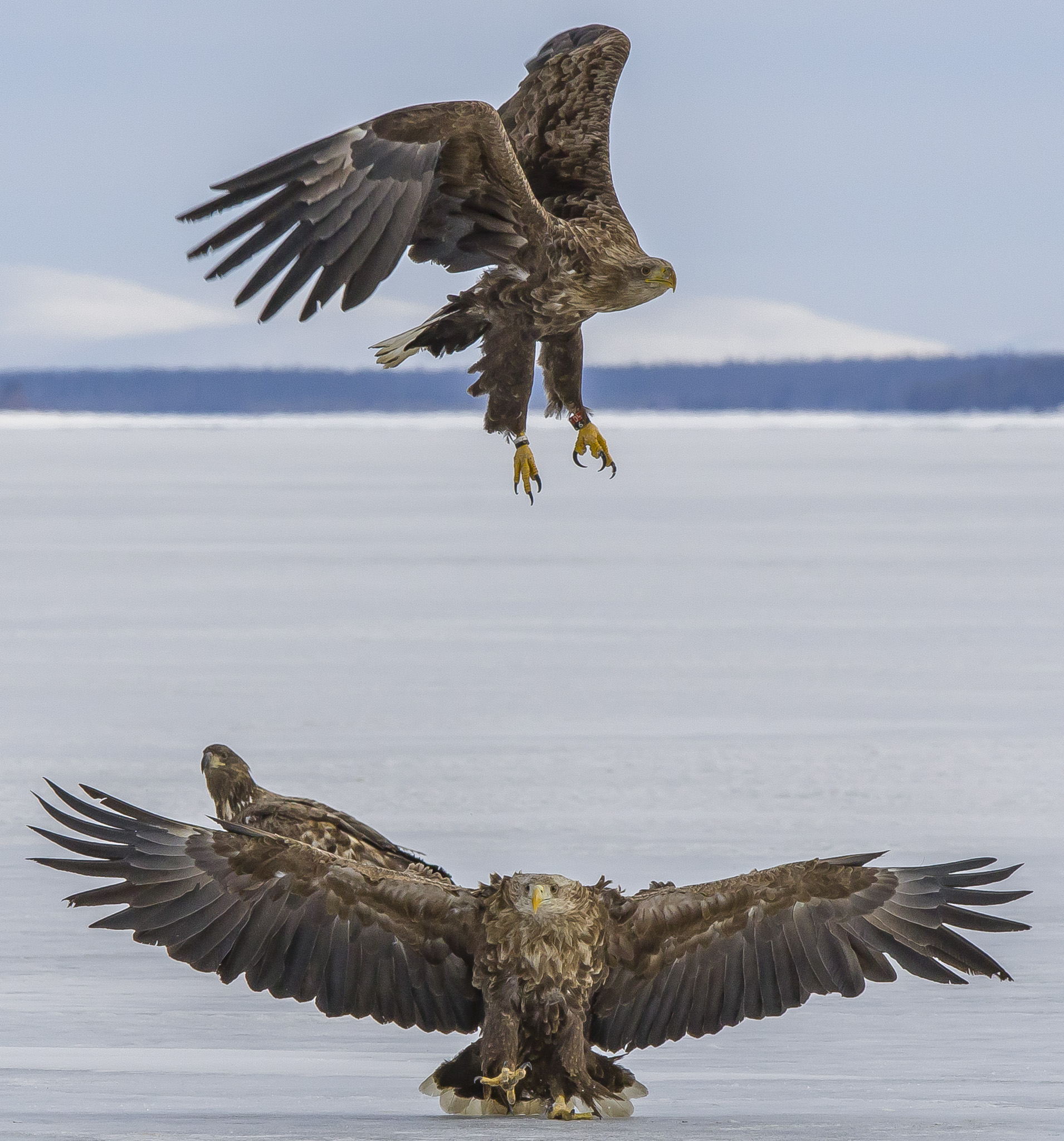 White Tailed Eagles, Sodankylä Finland