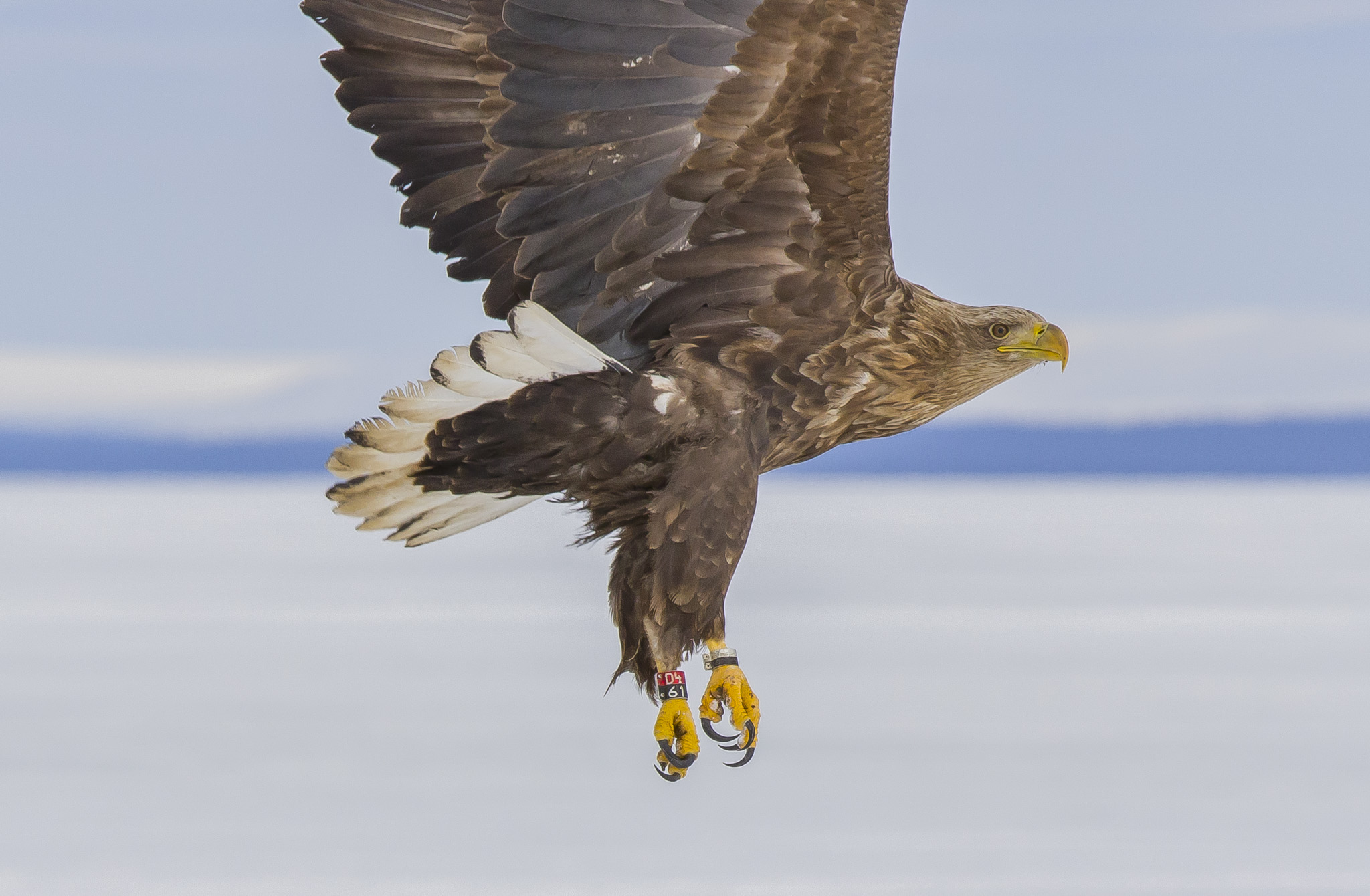 White Tailed Eagles, Sodankylä Finland