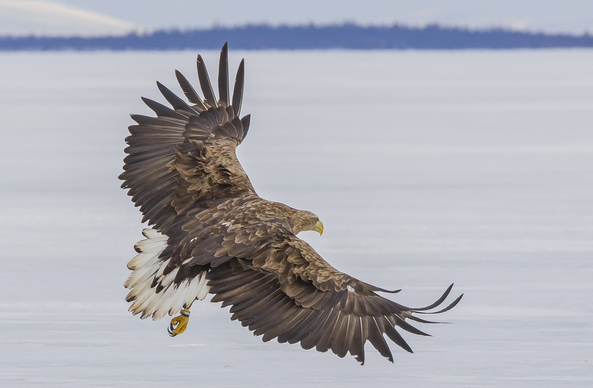 White Tailed Eagles, Sodankylä Finland