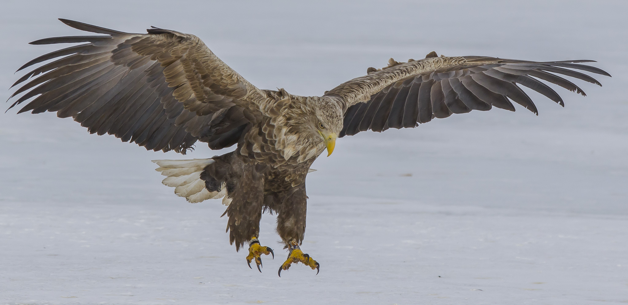 White Tailed Eagles, Sodankylä Finland