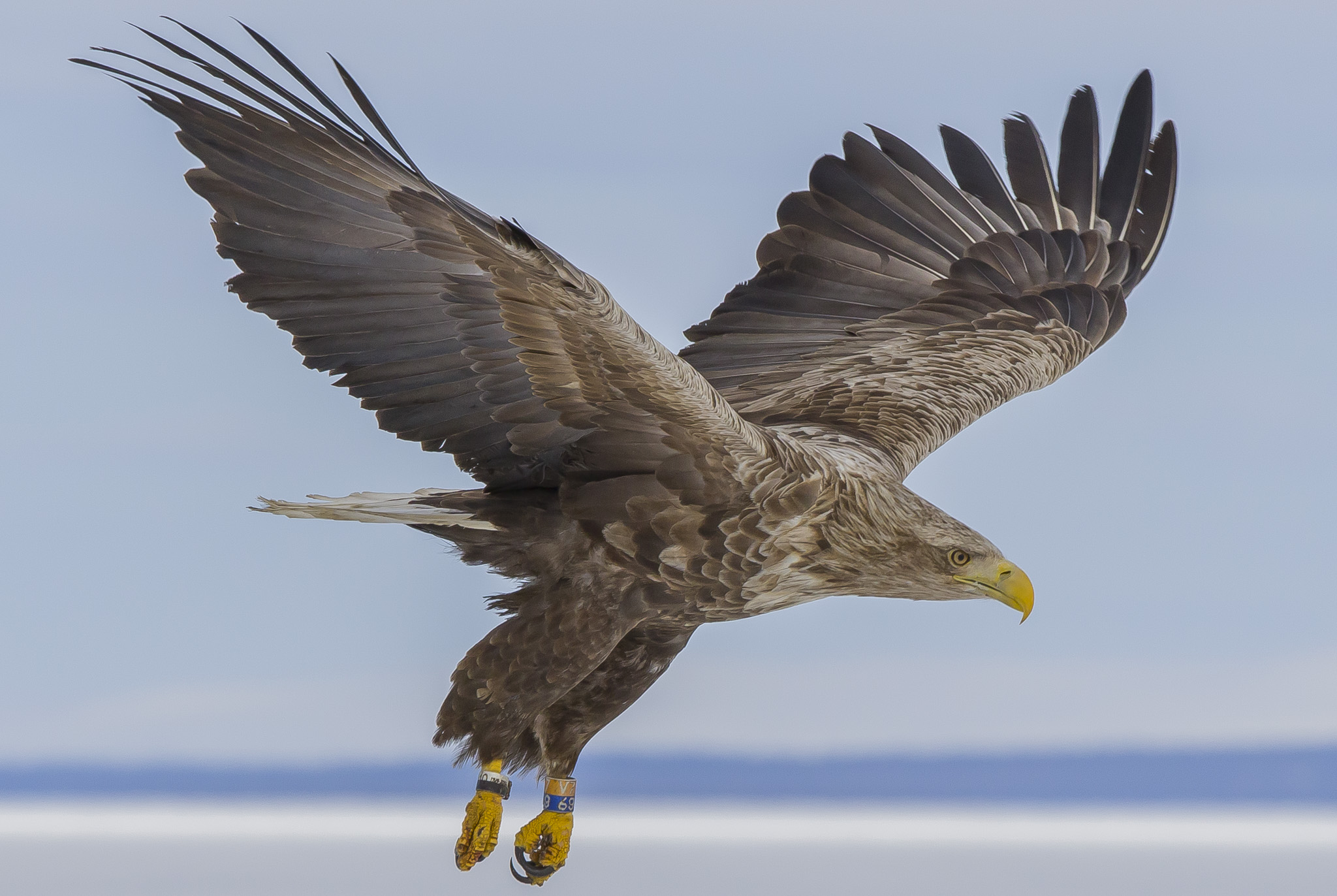 White Tailed Eagles, Sodankylä Finland