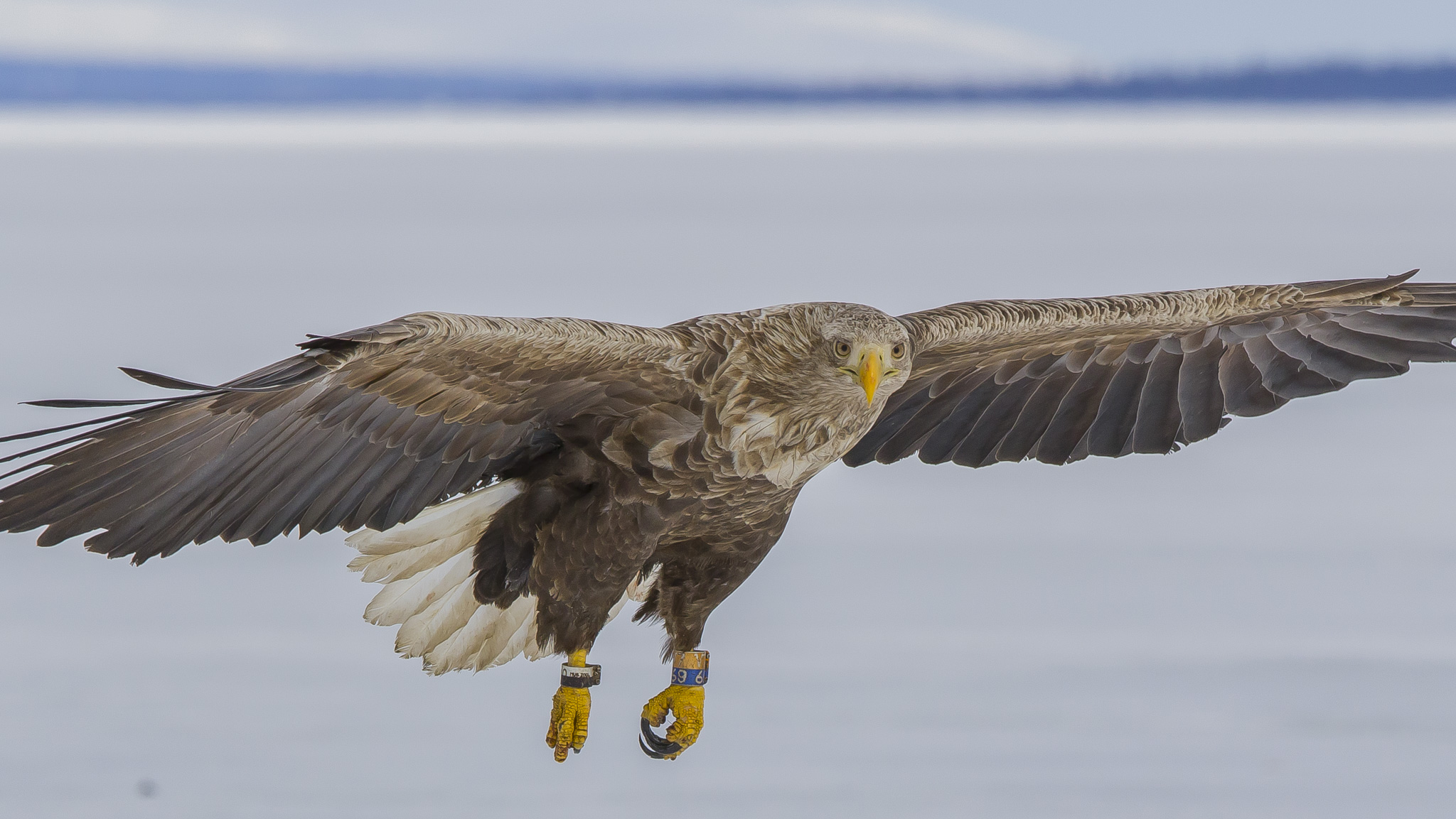 White Tailed Eagles, Sodankylä Finland