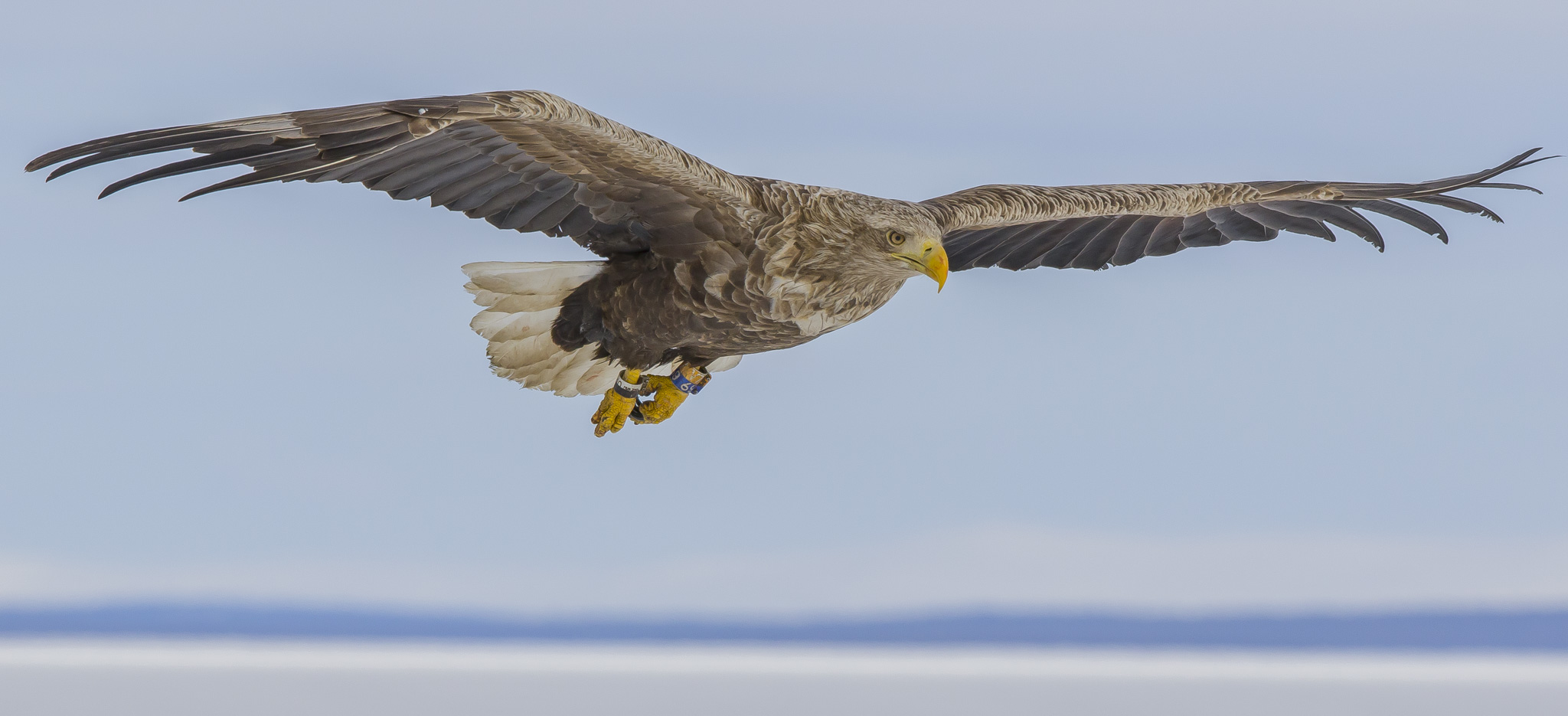 White Tailed Eagles, Sodankylä Finland