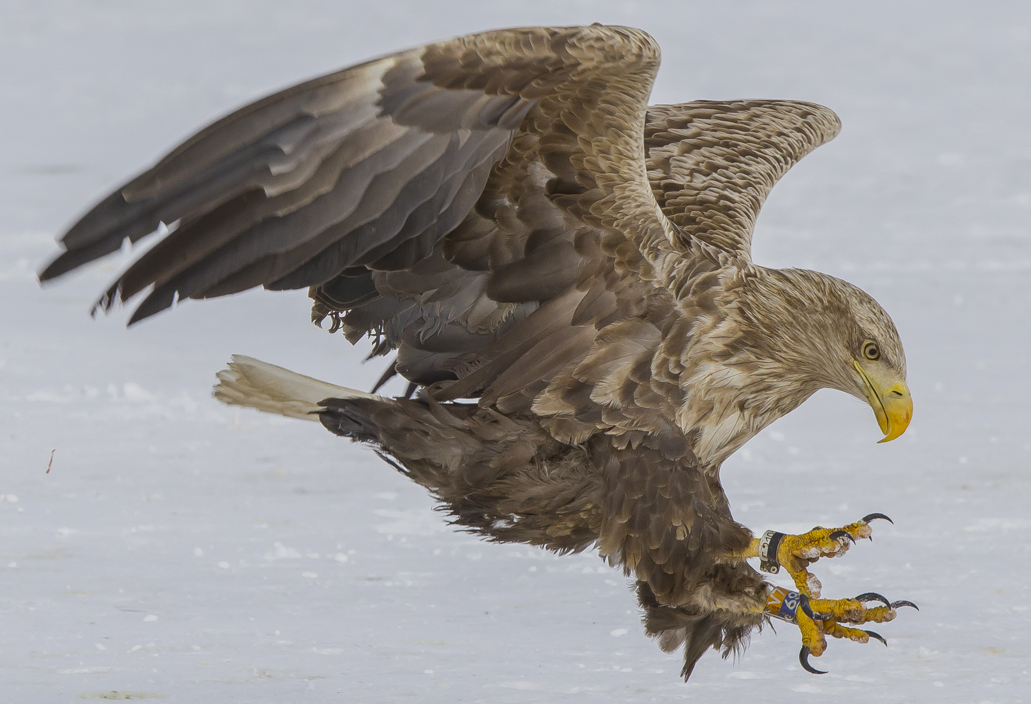 White Tailed Eagles, Sodankylä Finland
