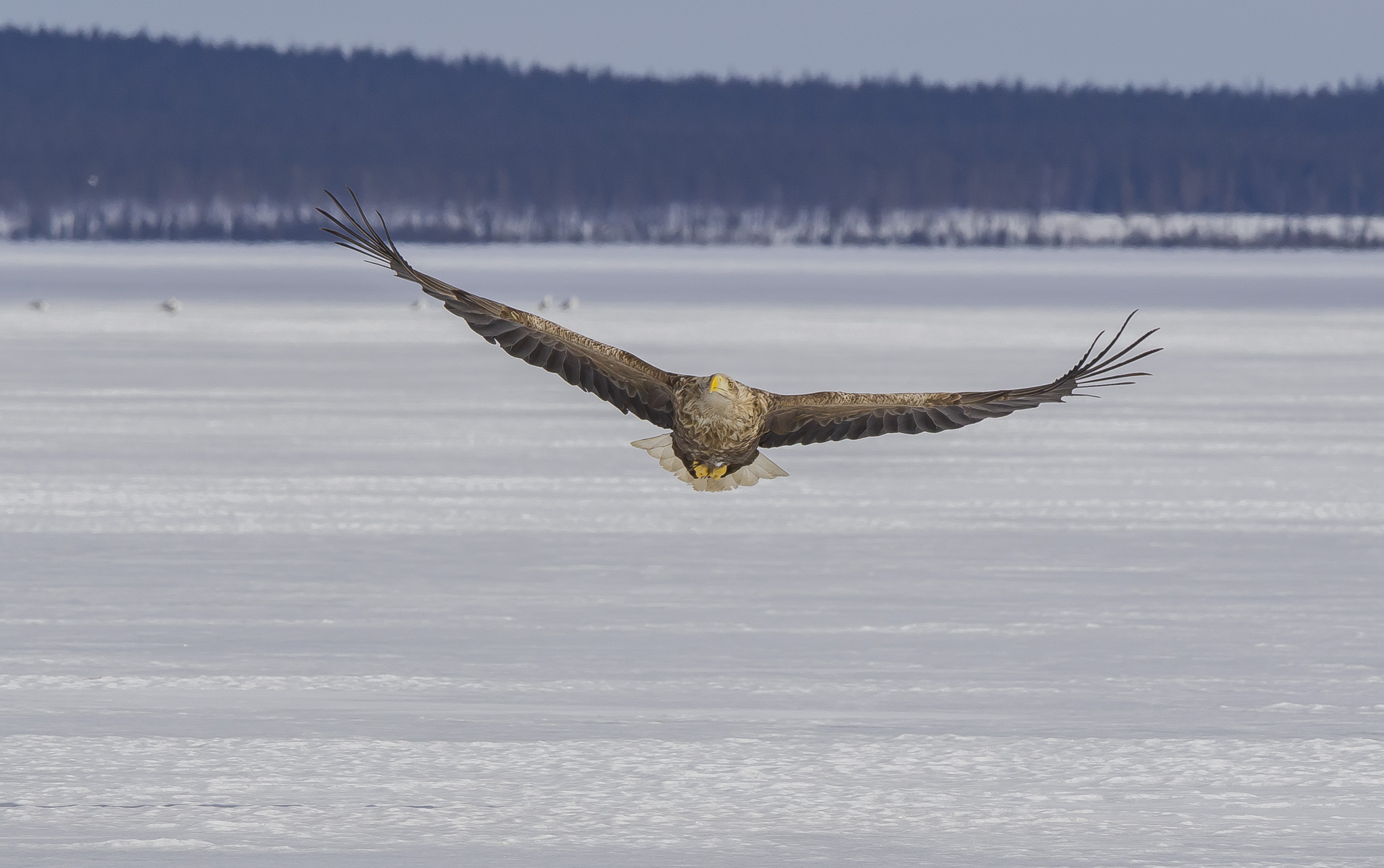 White Tailed Eagles, Sodankylä Finland