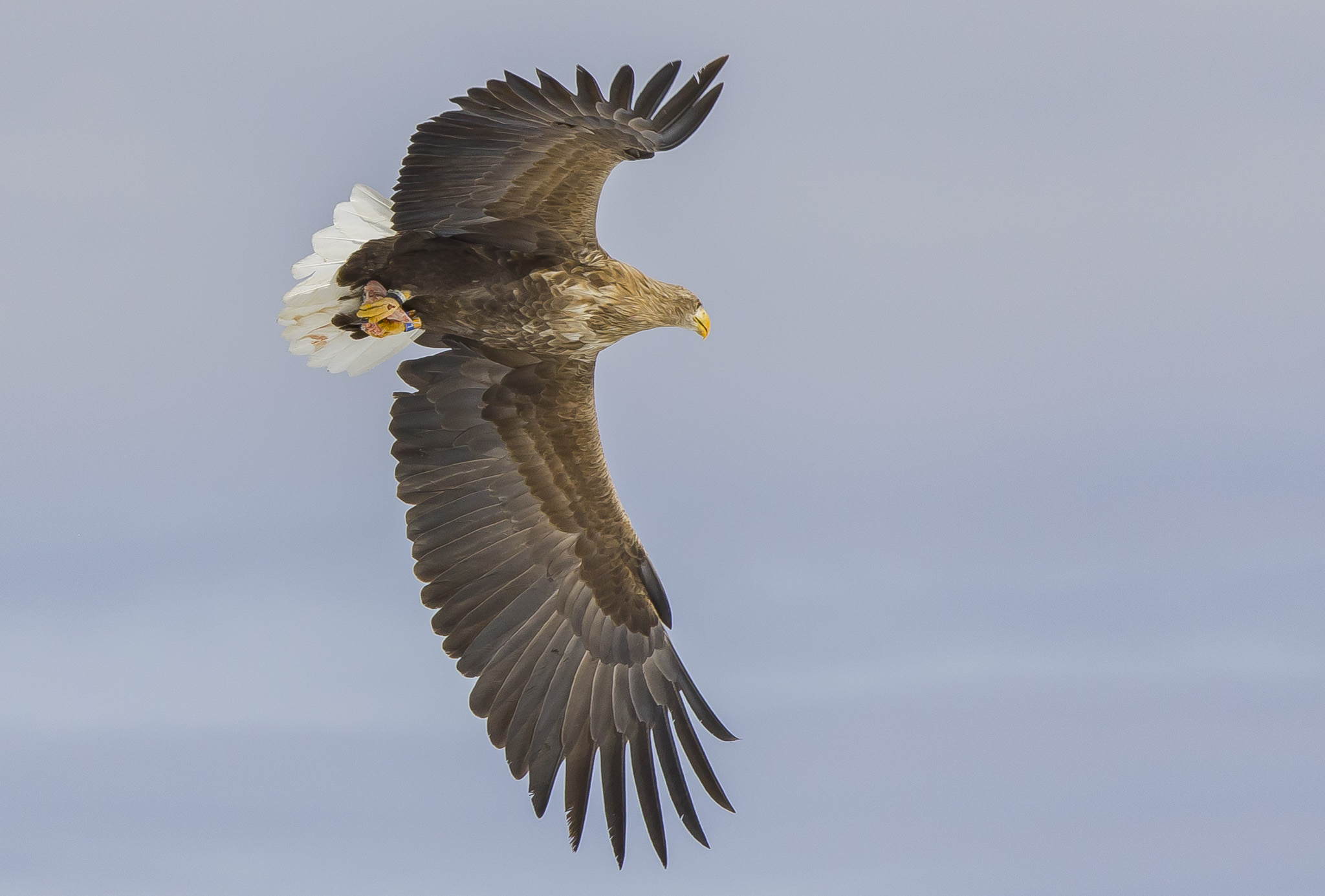 White Tailed Eagles, Sodankylä Finland