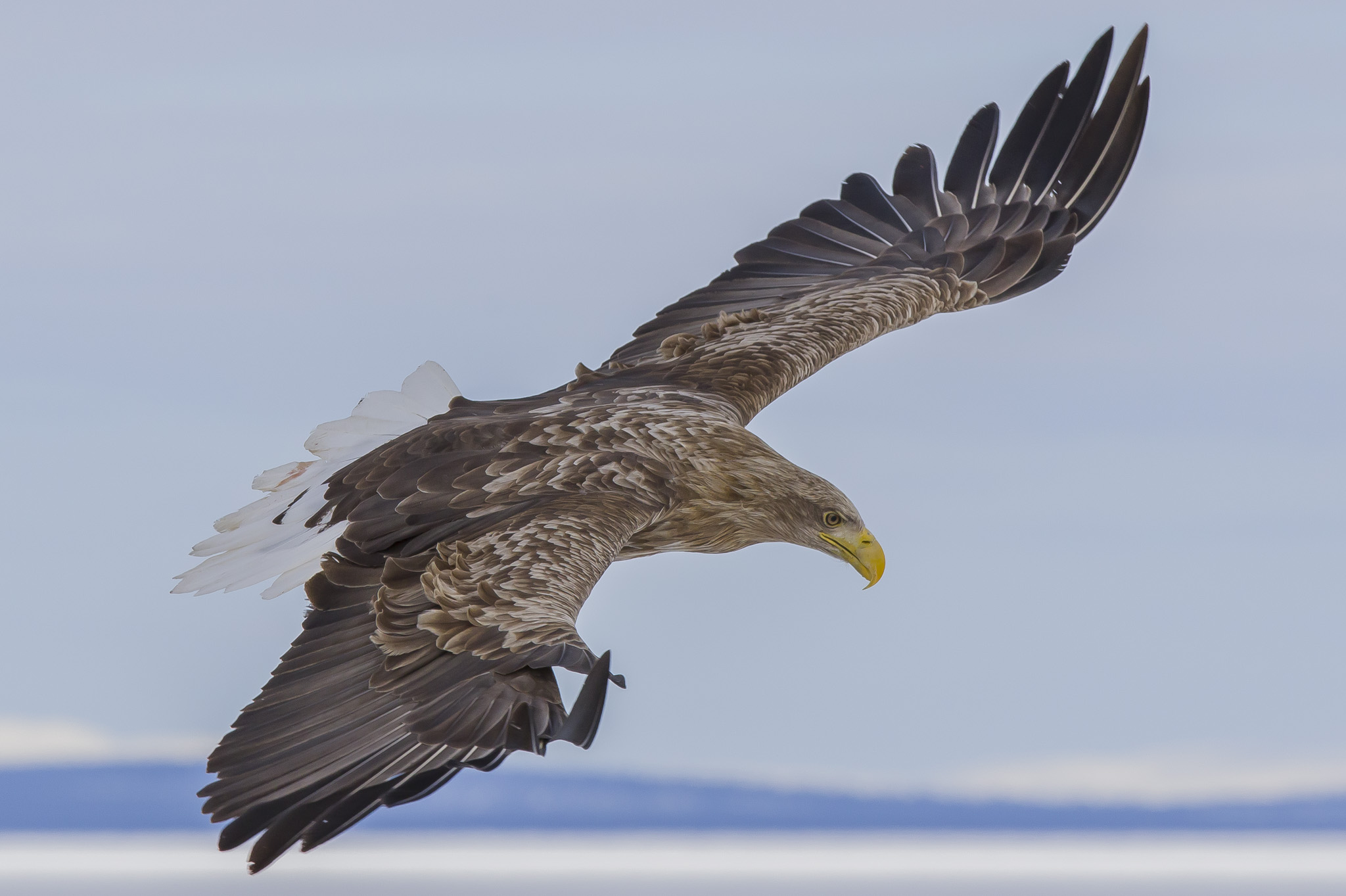 White Tailed Eagles, Sodankylä Finland