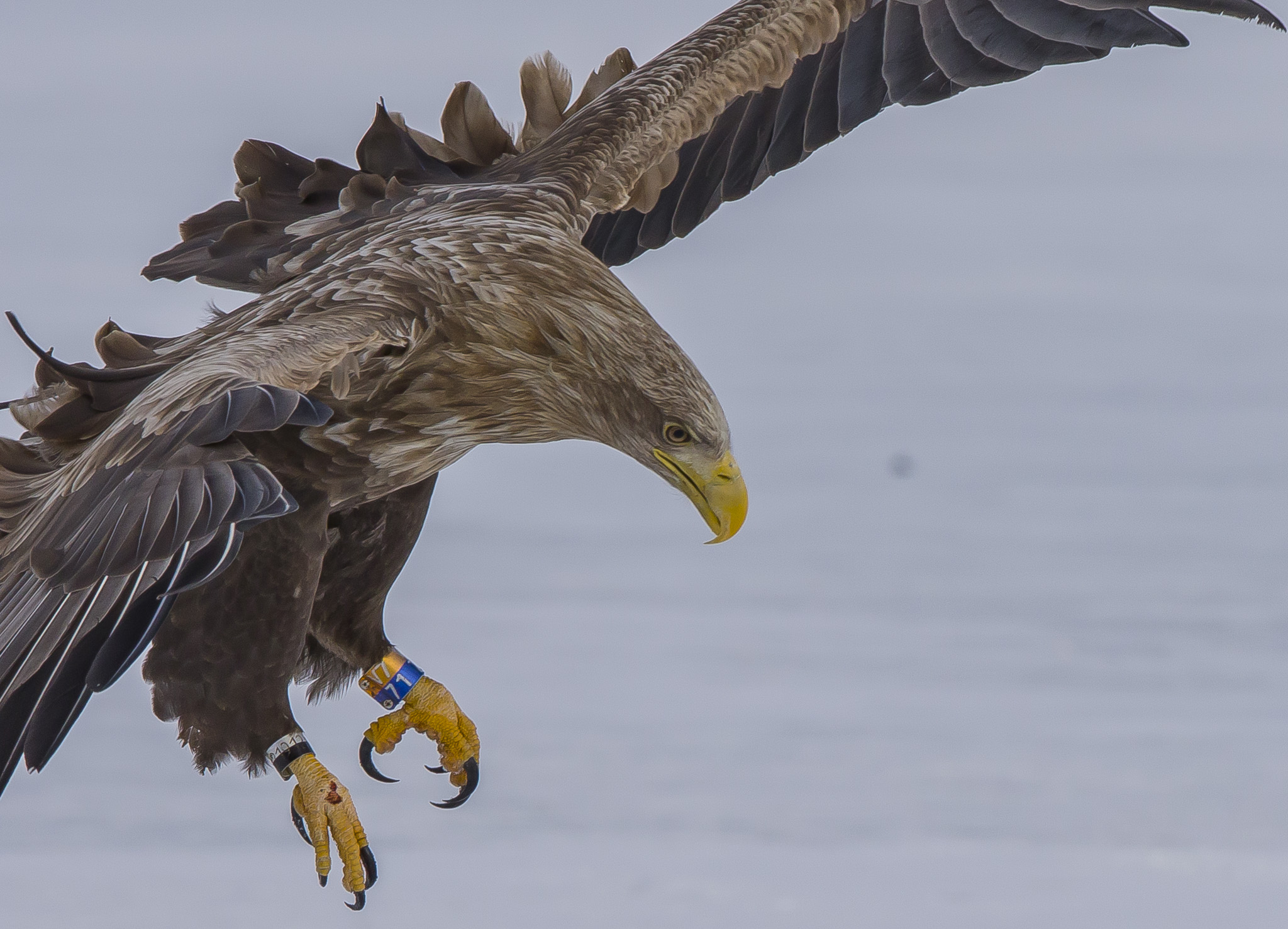White Tailed Eagles, Sodankylä Finland
