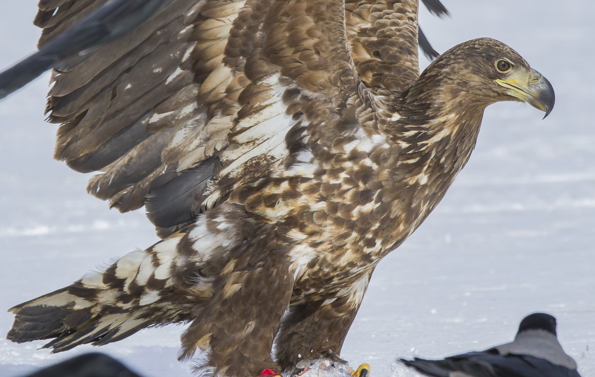 White Tailed Eagles, Sodankylä Finland