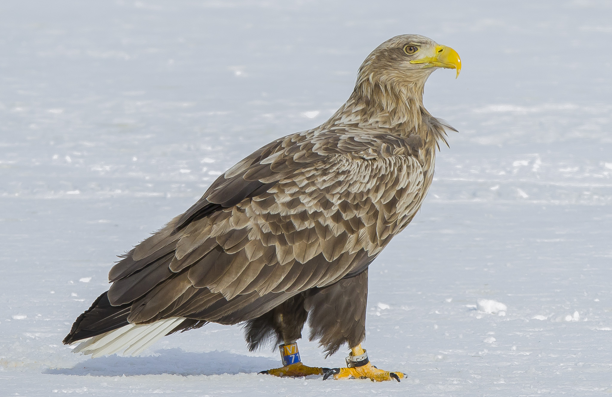White Tailed Eagles, Sodankylä Finland