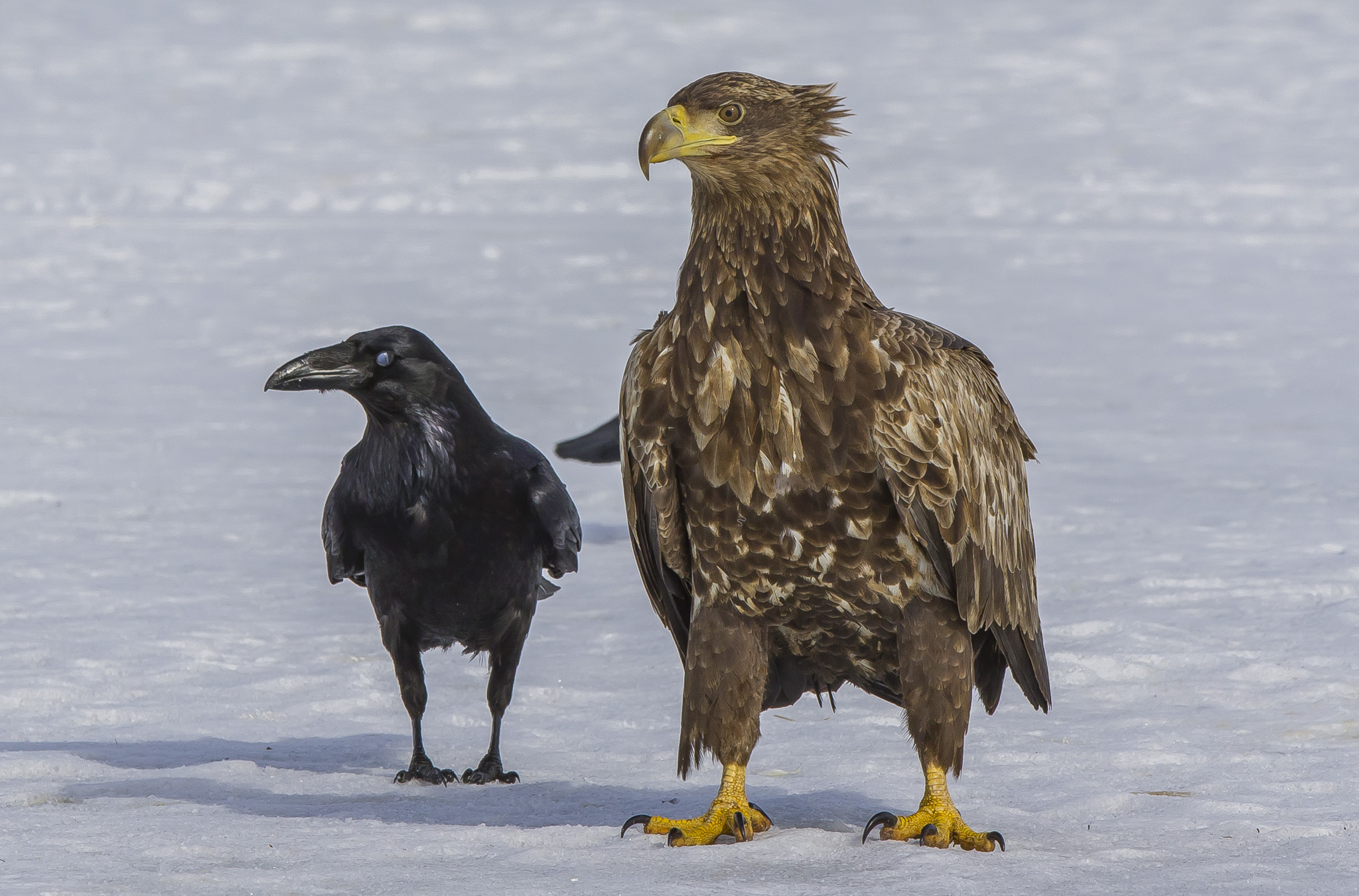White Tailed Eagles, Sodankylä Finland