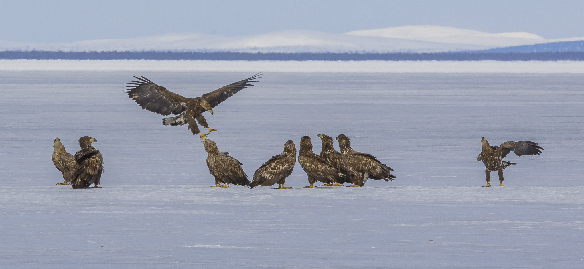 White Tailed Eagles, Sodankylä Finland