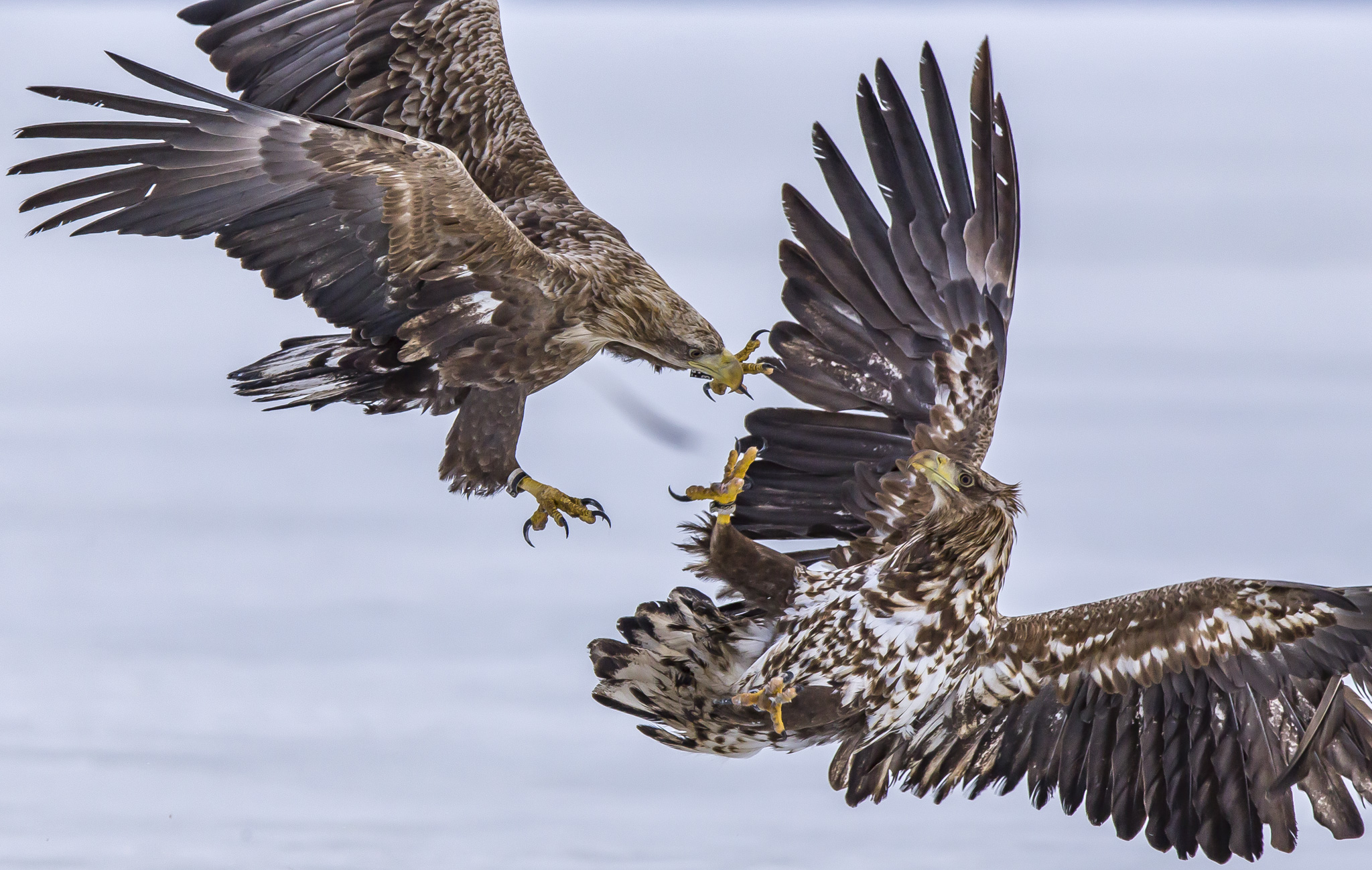 White Tailed Eagles, Sodankylä Finland