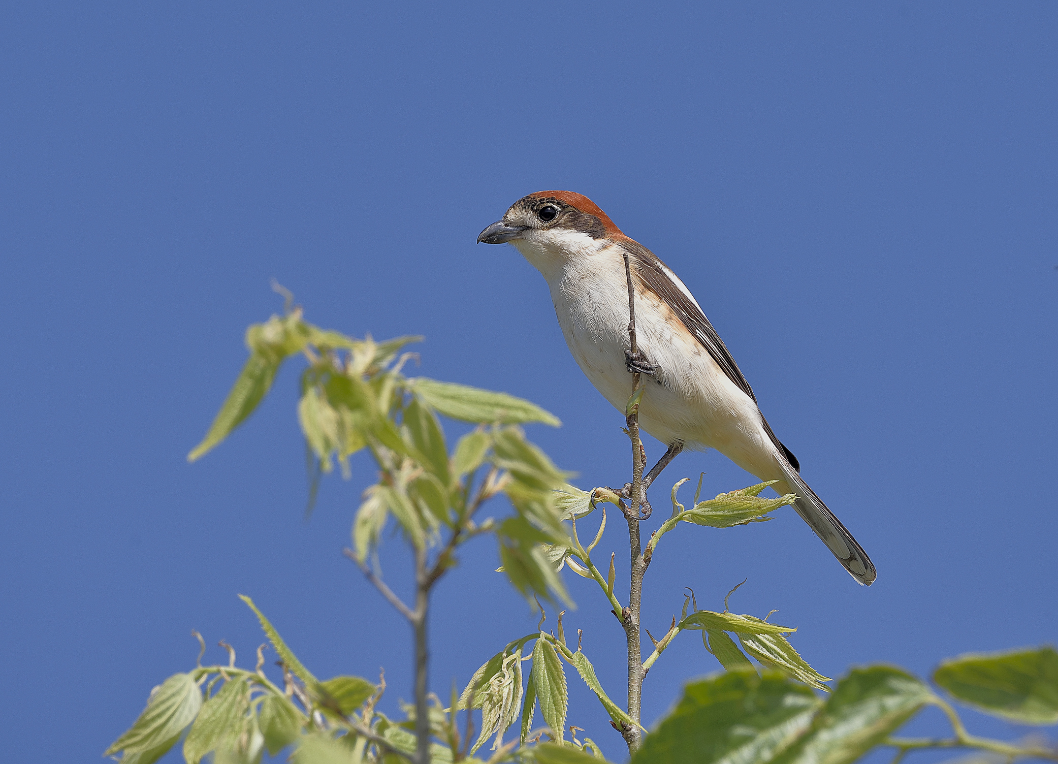 La prima capirossa dell'anno