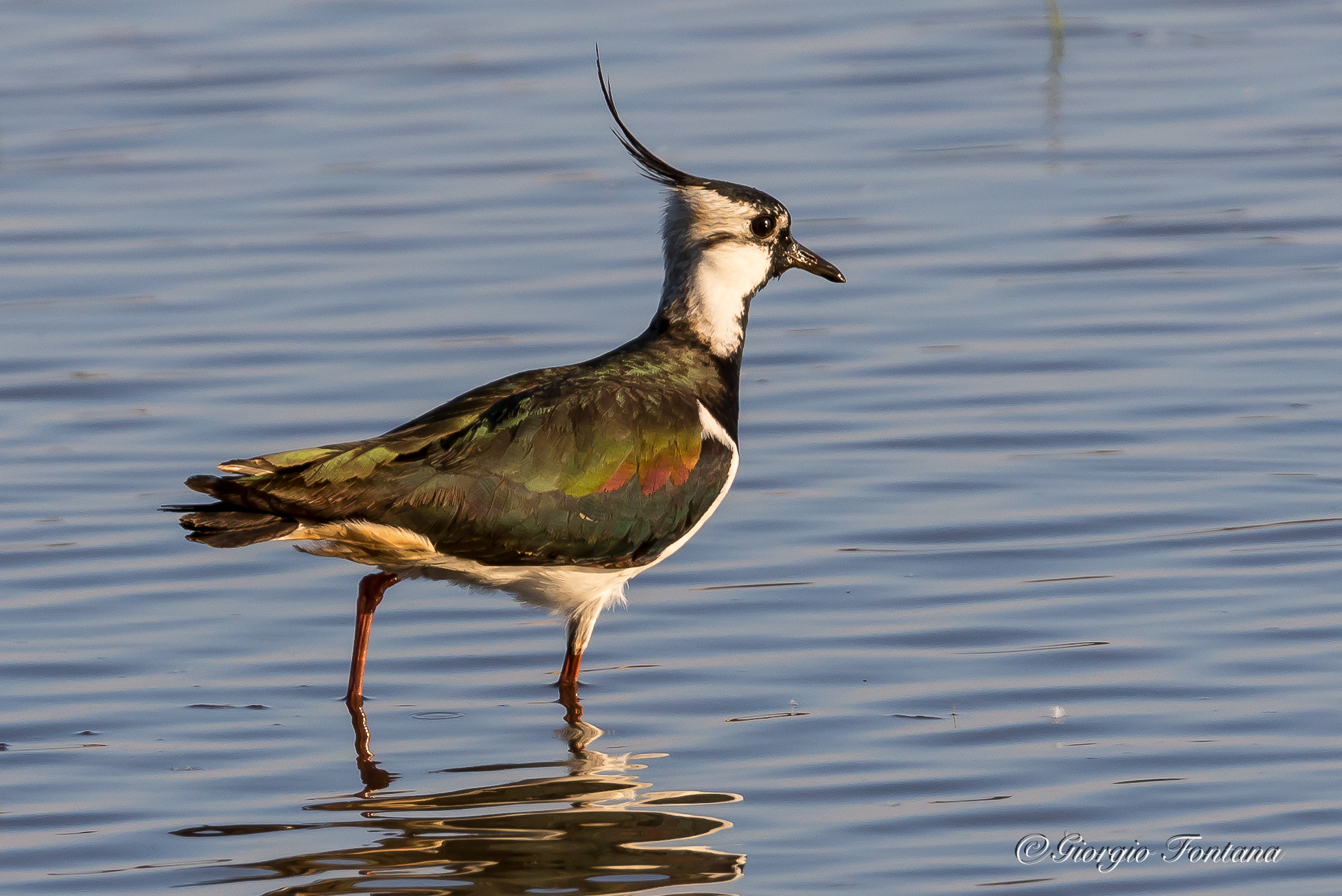 lapwing