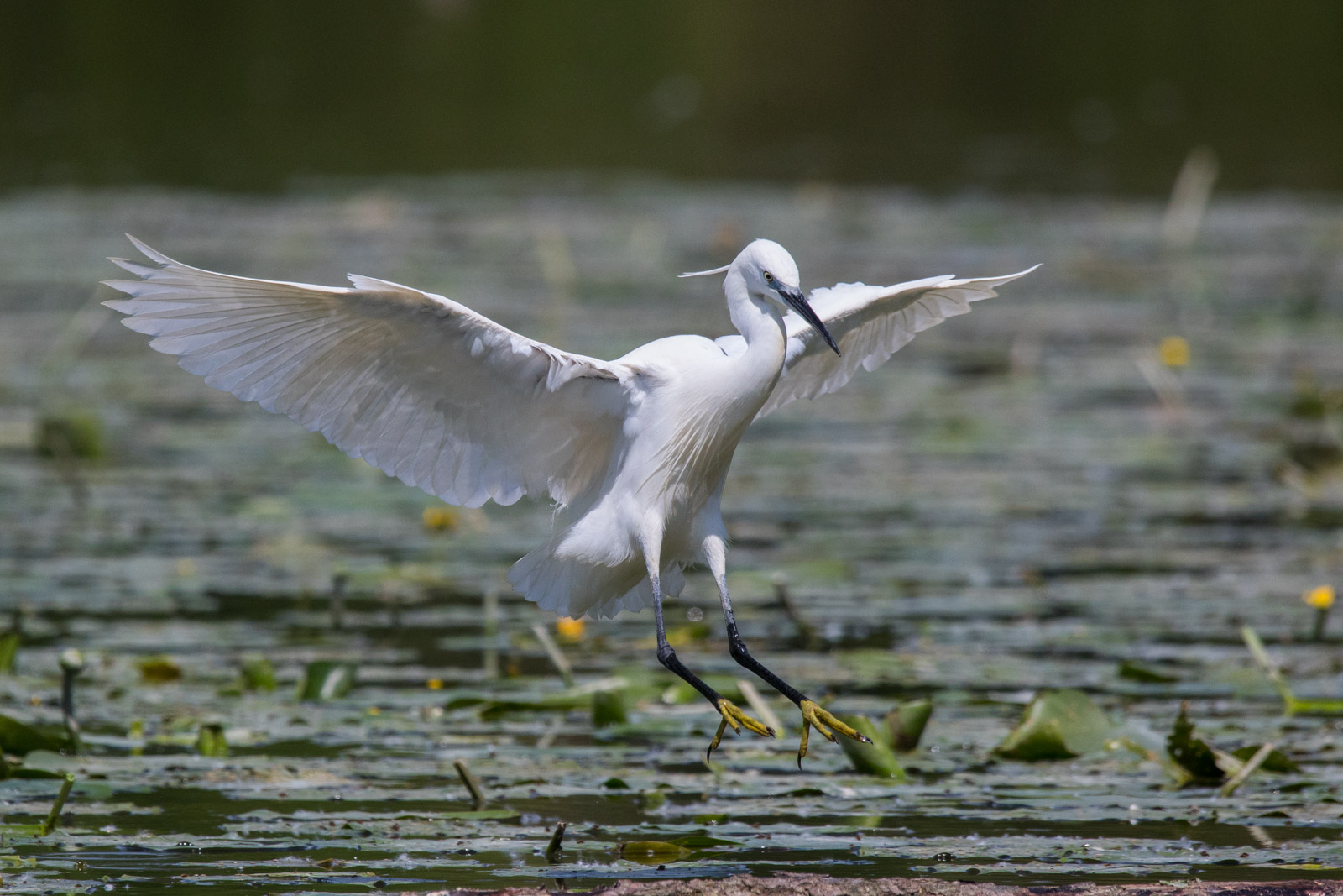 Egretta gazette arriving on track 1 ...