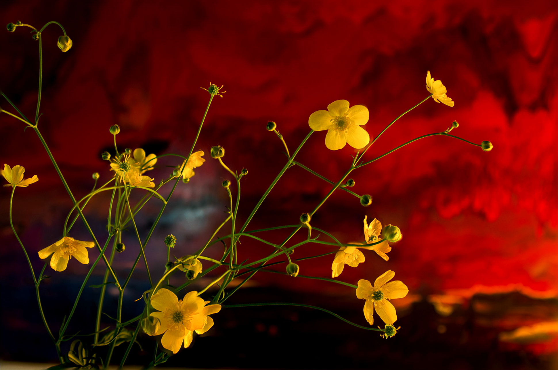 Yellow flowers