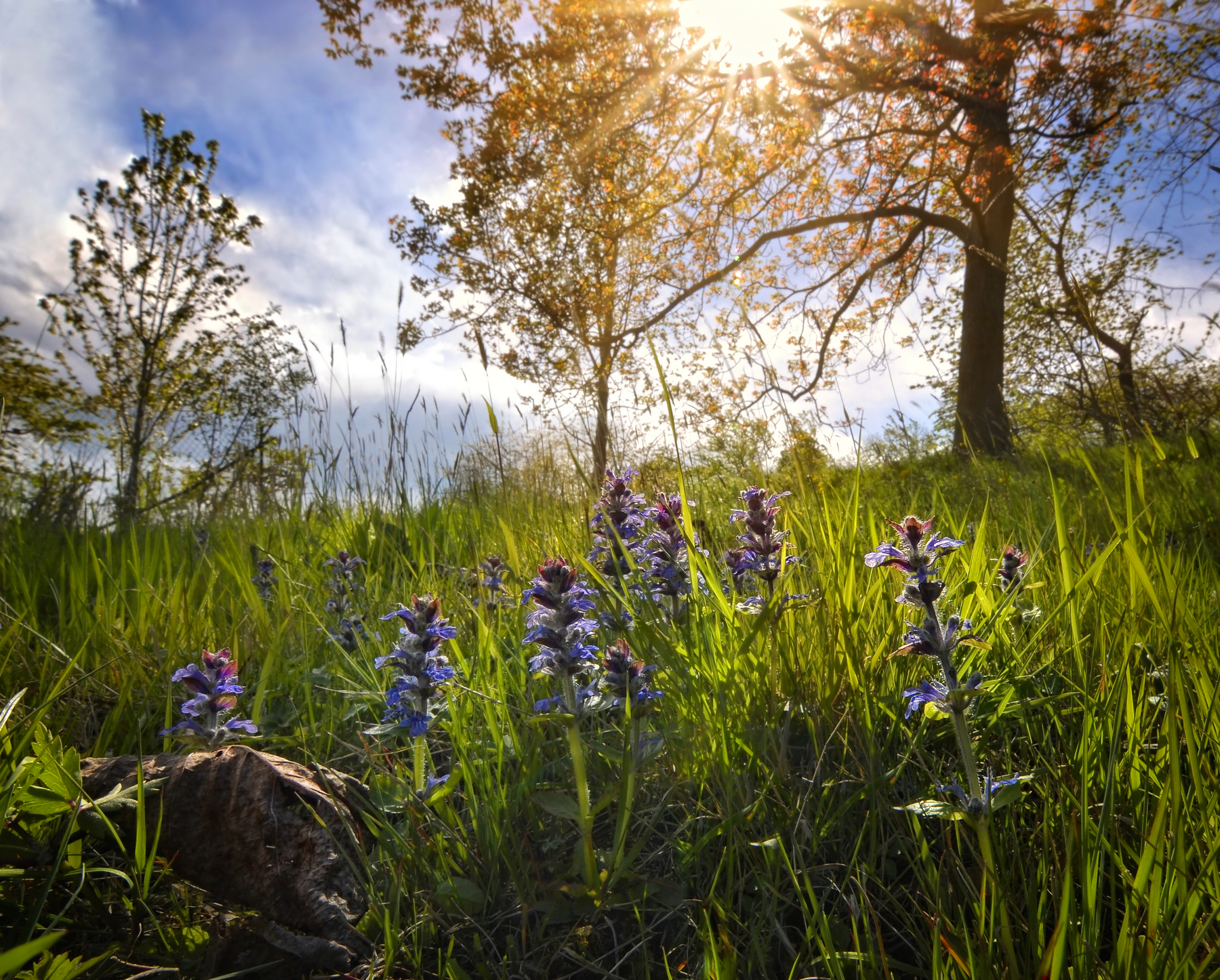 The song of the meadows