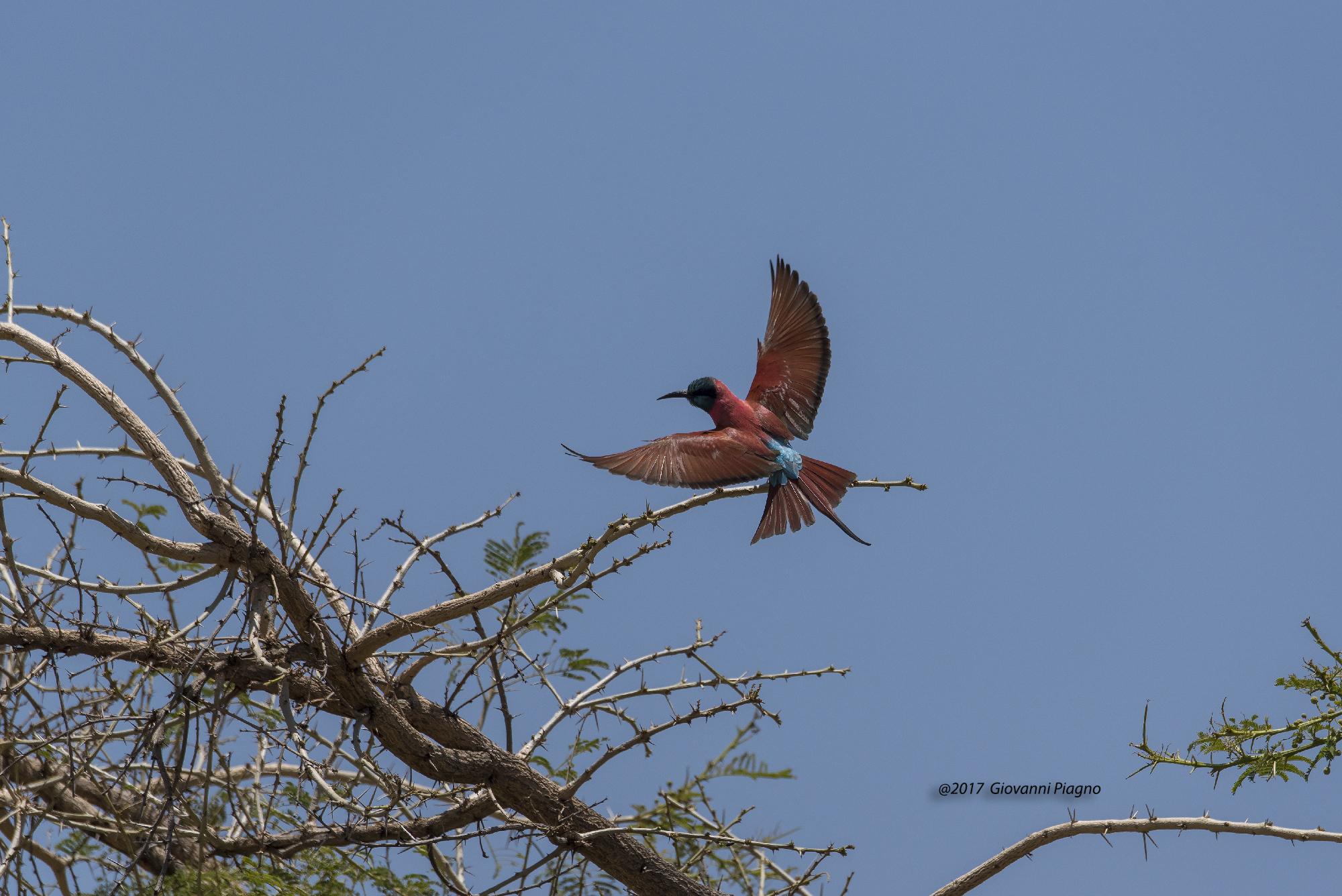 Northern Carmine Bee-eater (Merops nubicus)