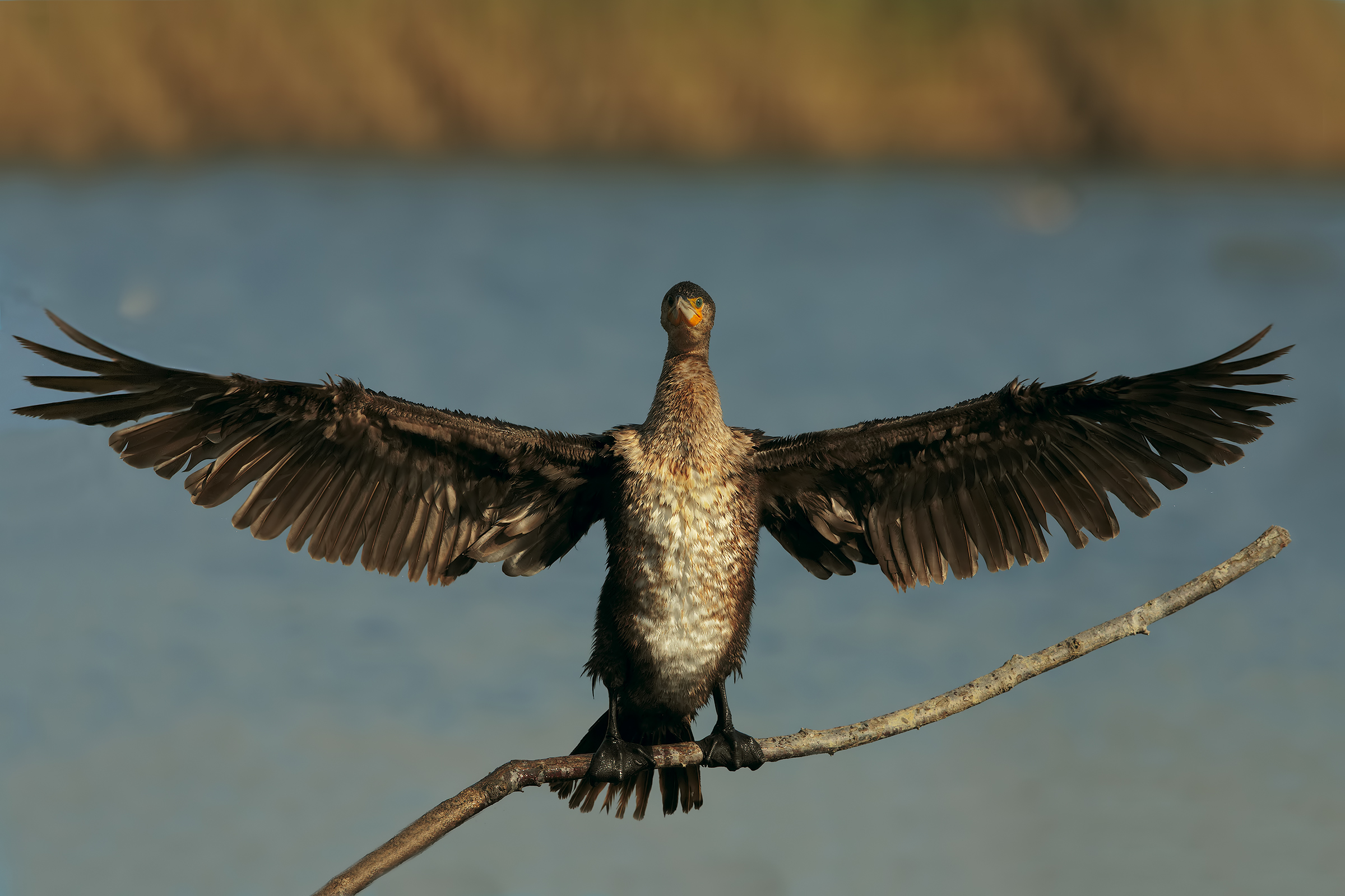 Cormorant open wings
