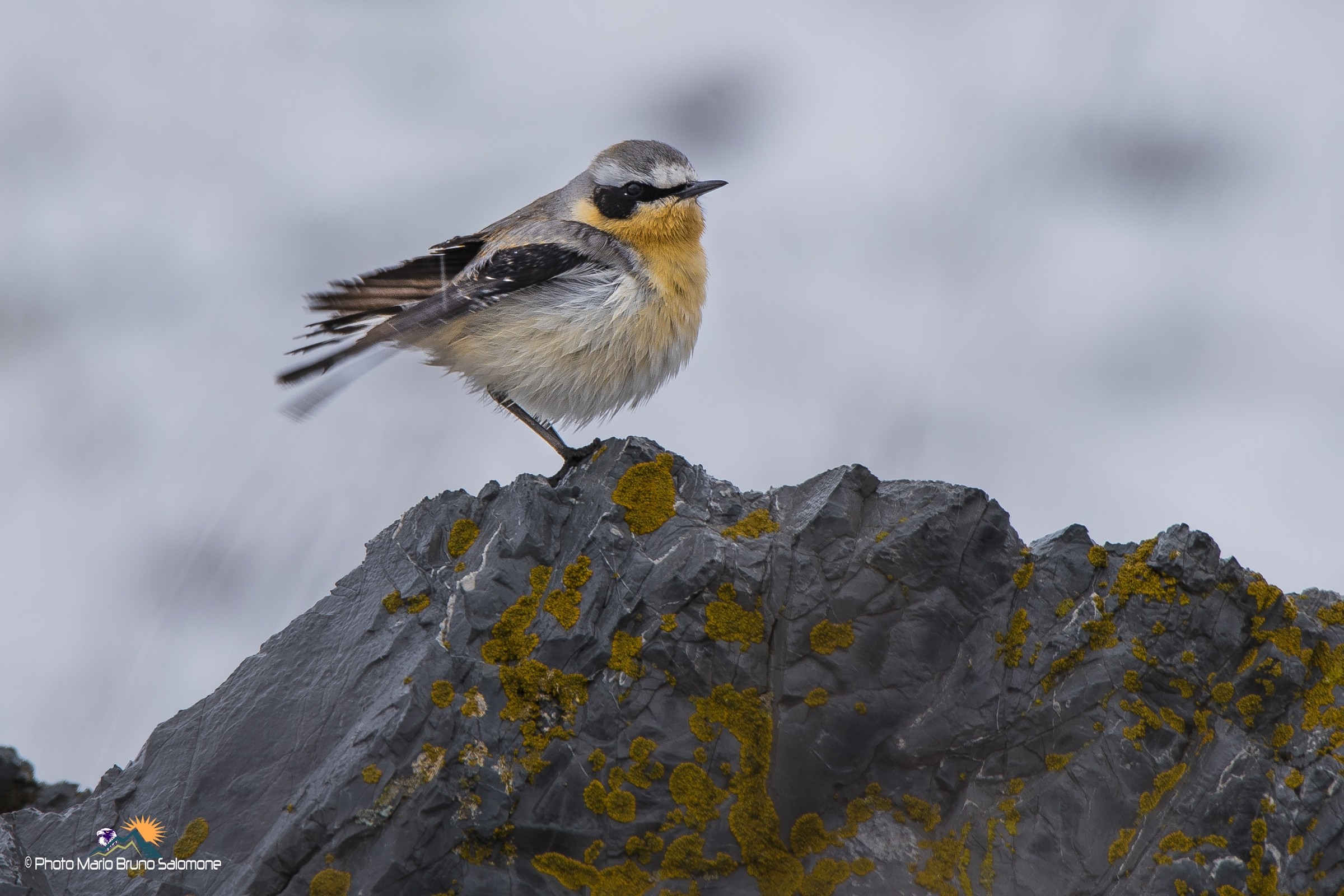 wet day for the wheatear.