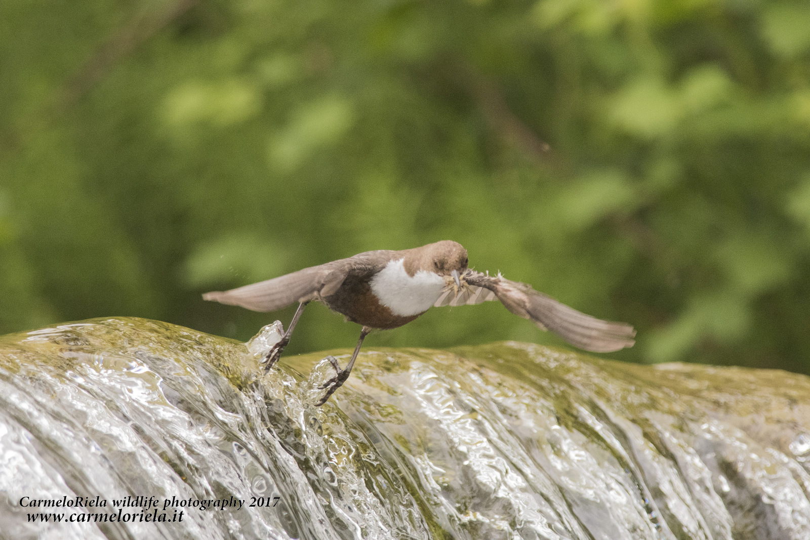 Dipper in flight, with the cue.