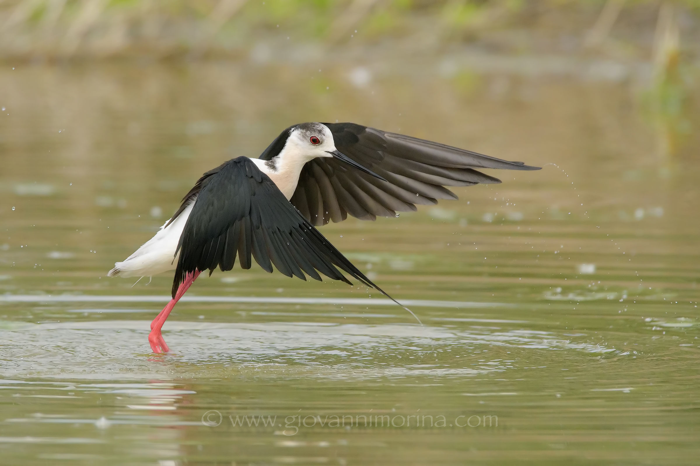 Knight after bathing